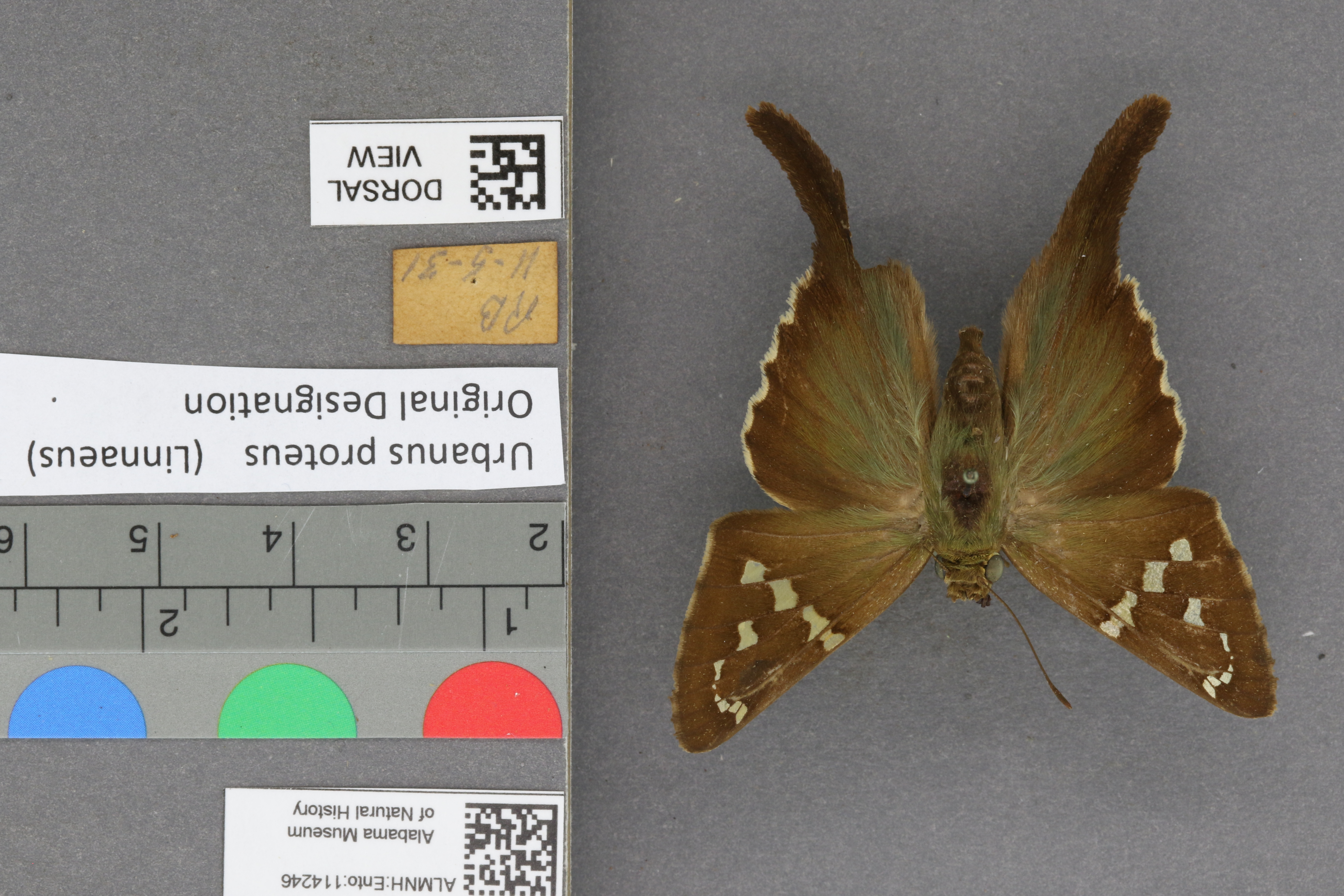 Urbanus proteus