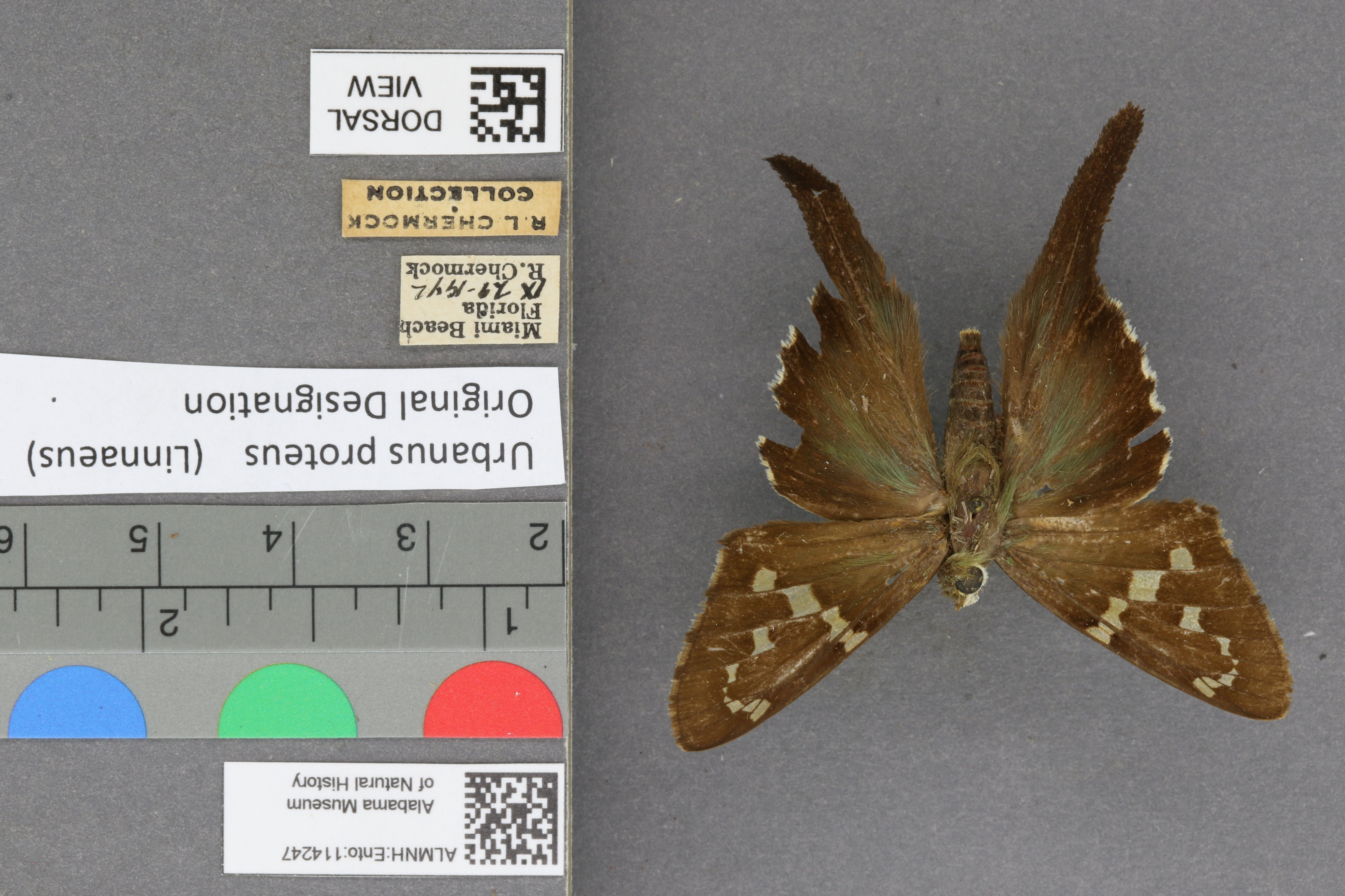 Urbanus proteus