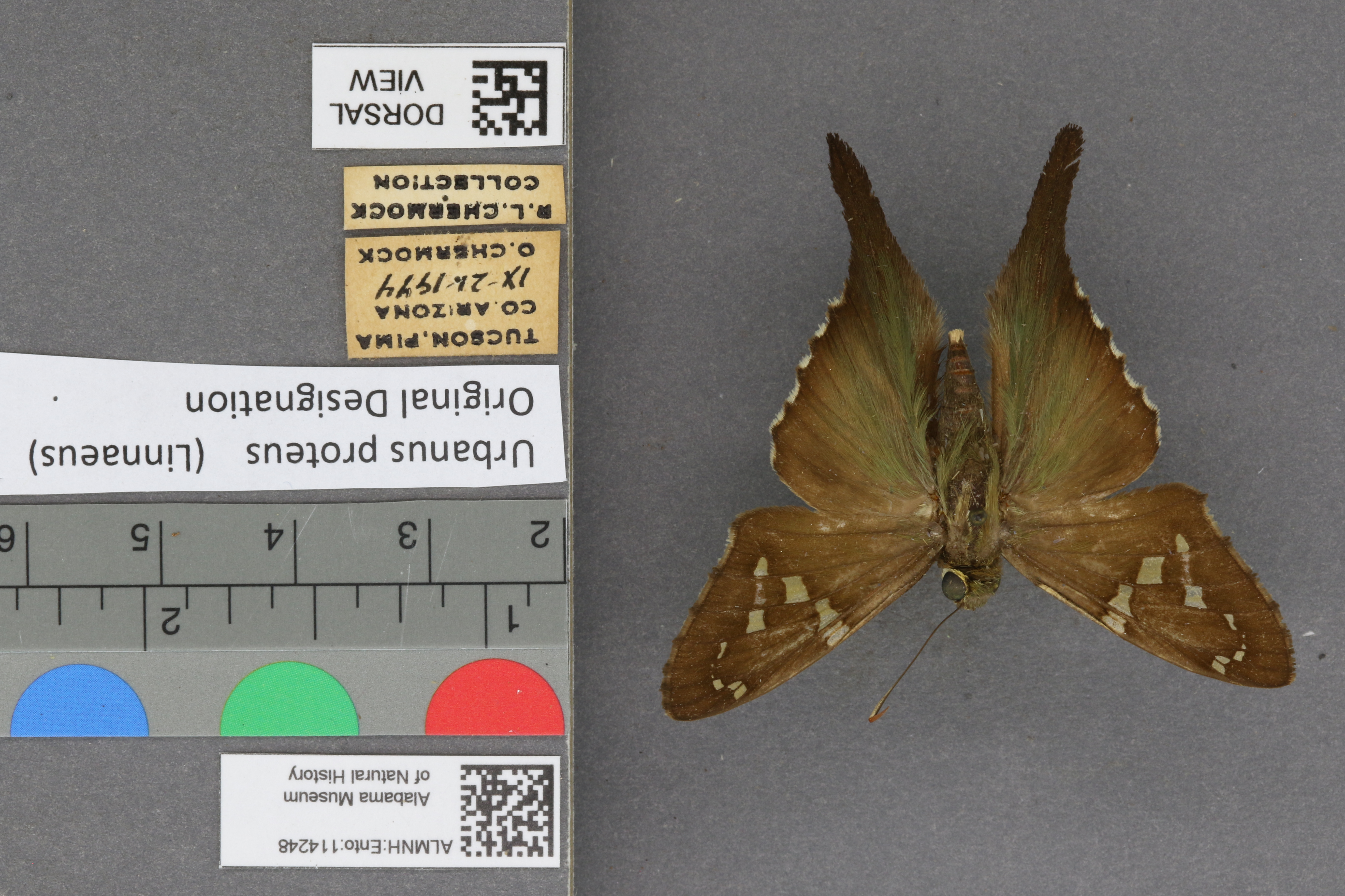 Urbanus proteus