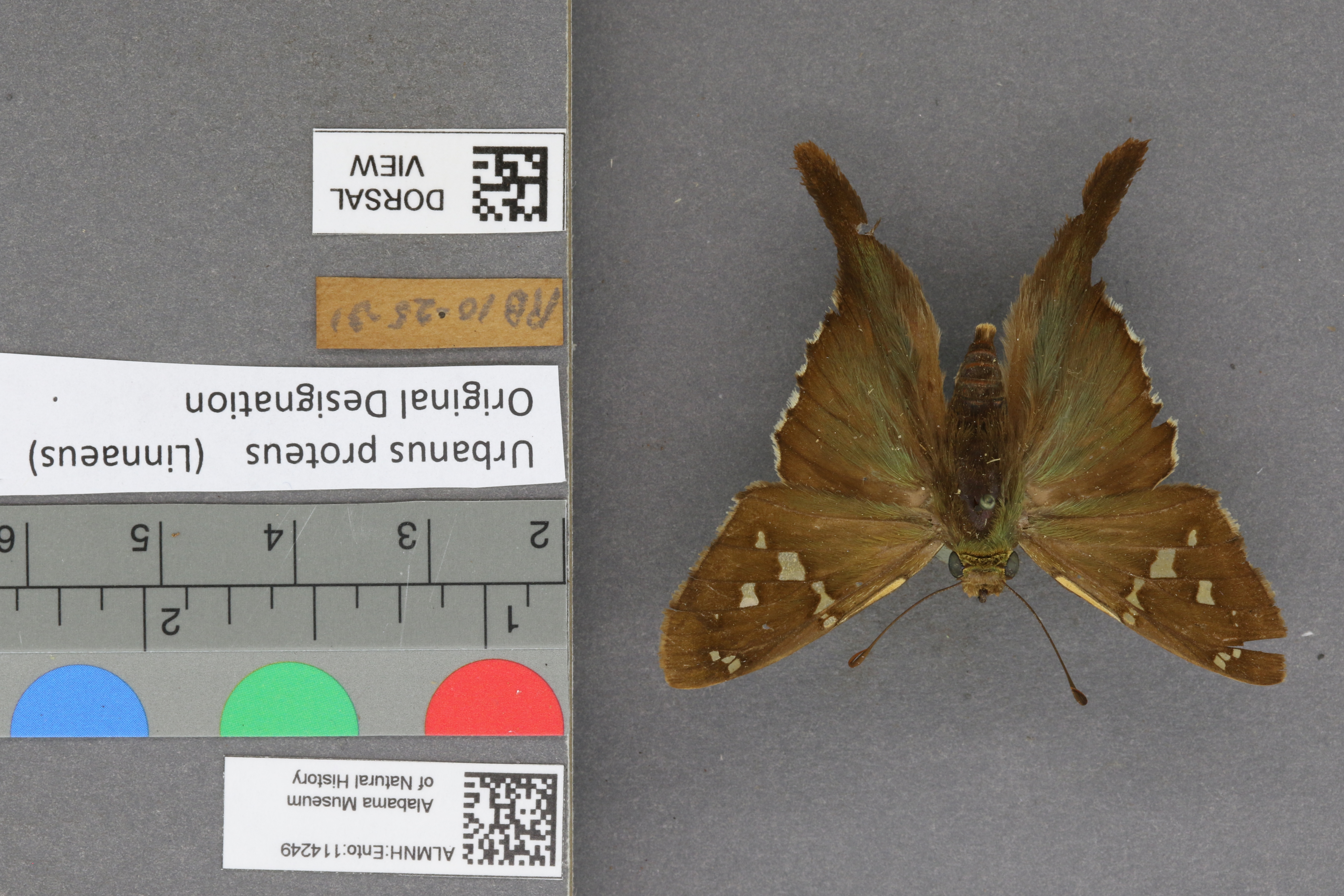 Urbanus proteus