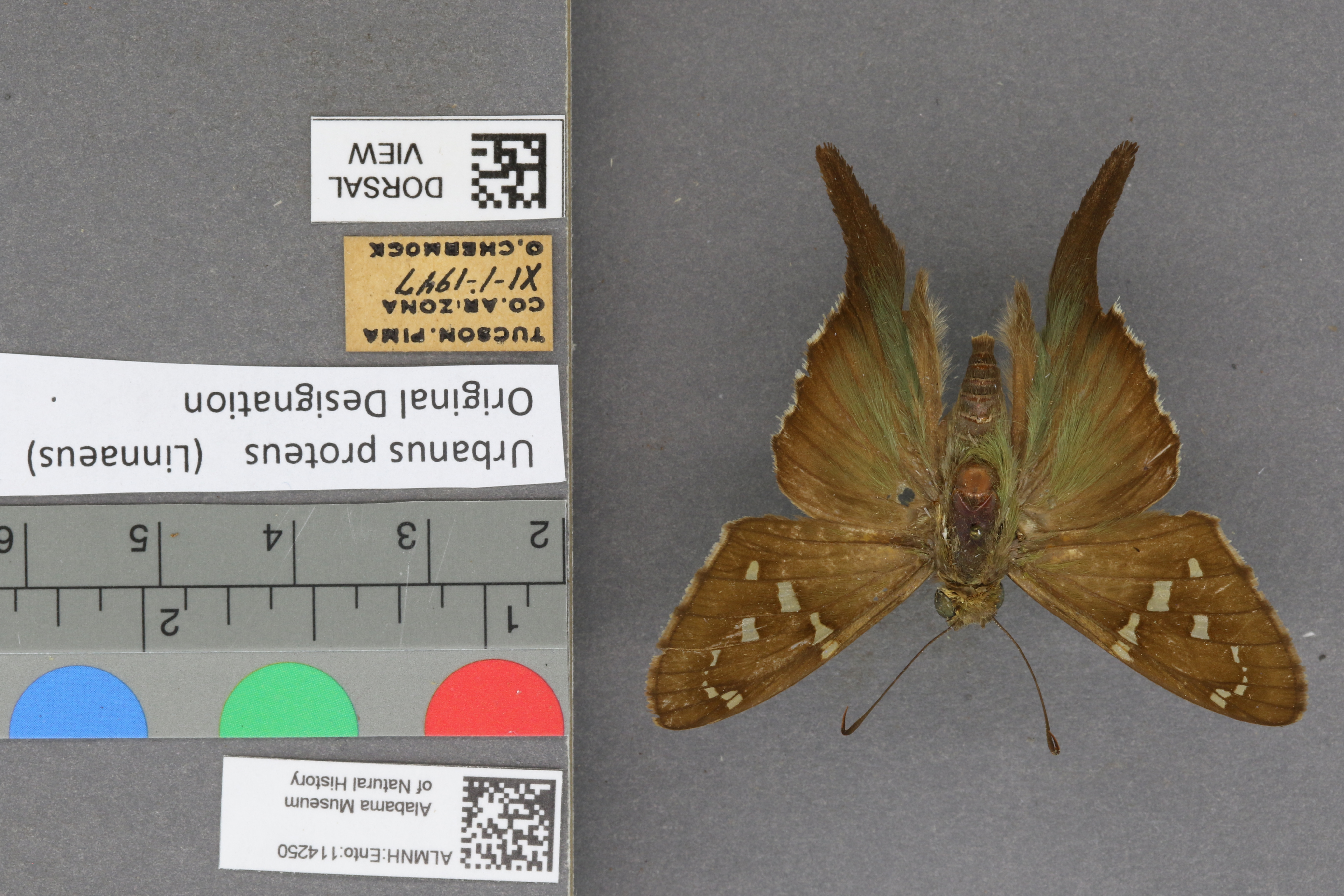 Urbanus proteus