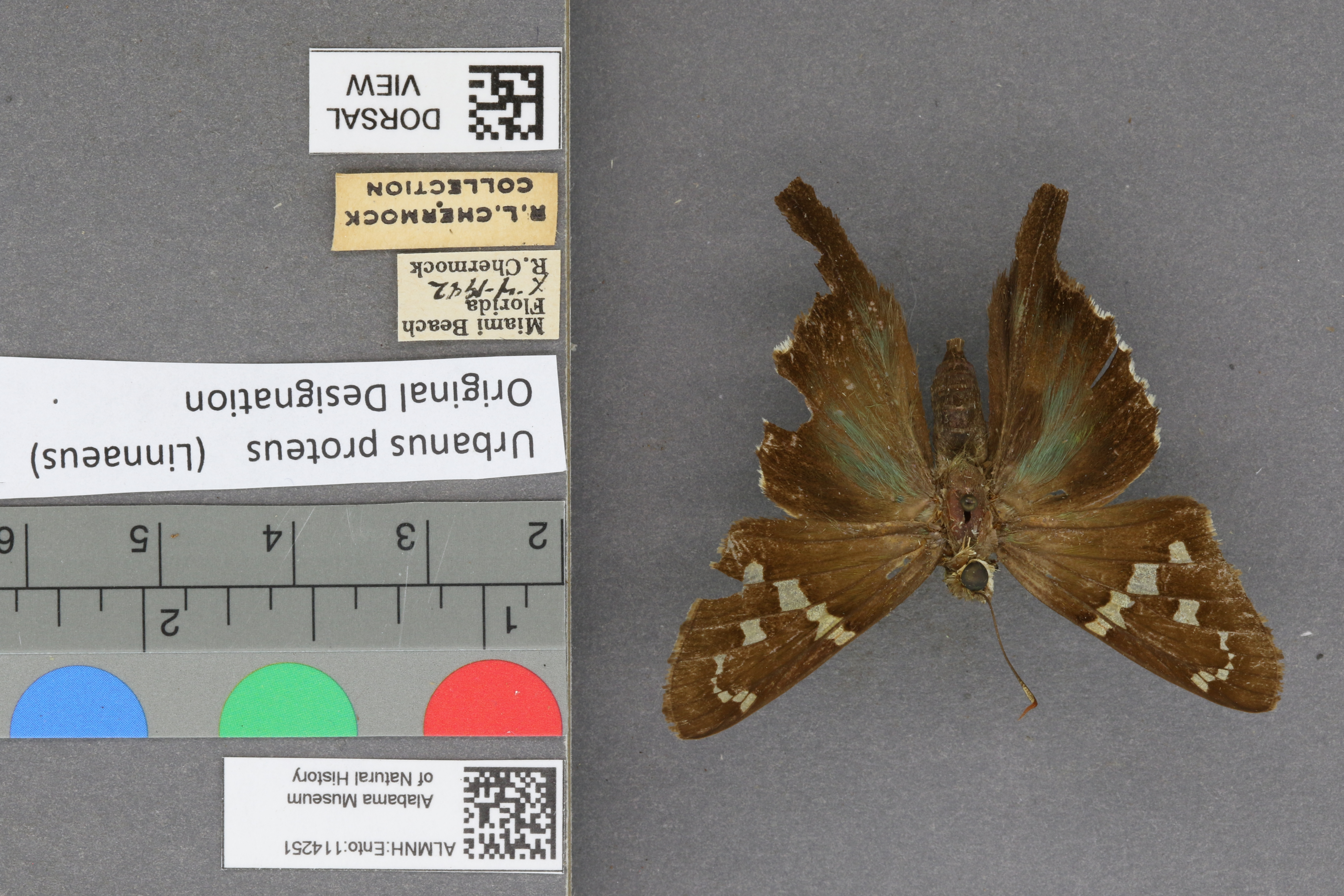 Urbanus proteus