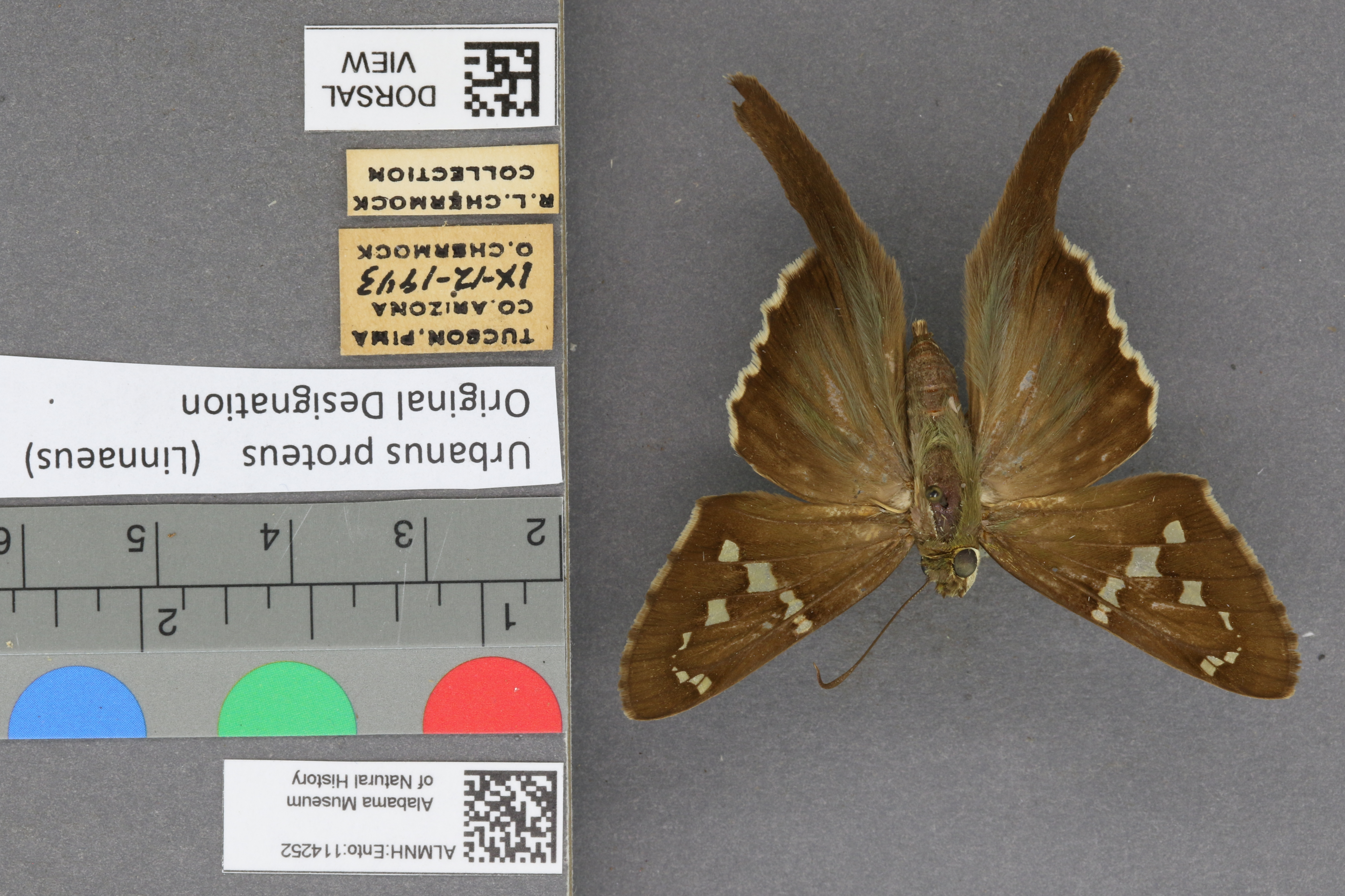 Urbanus proteus
