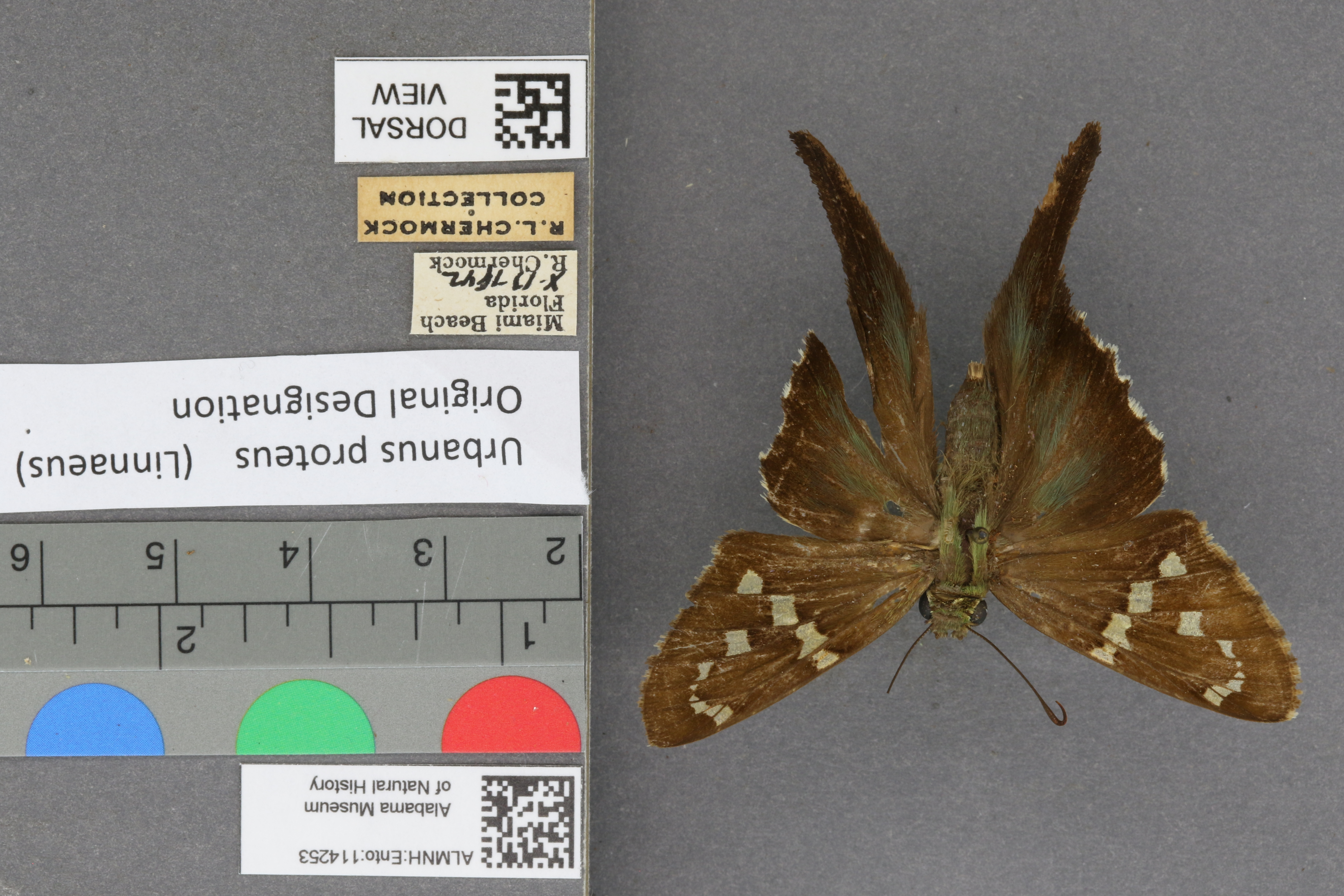Urbanus proteus