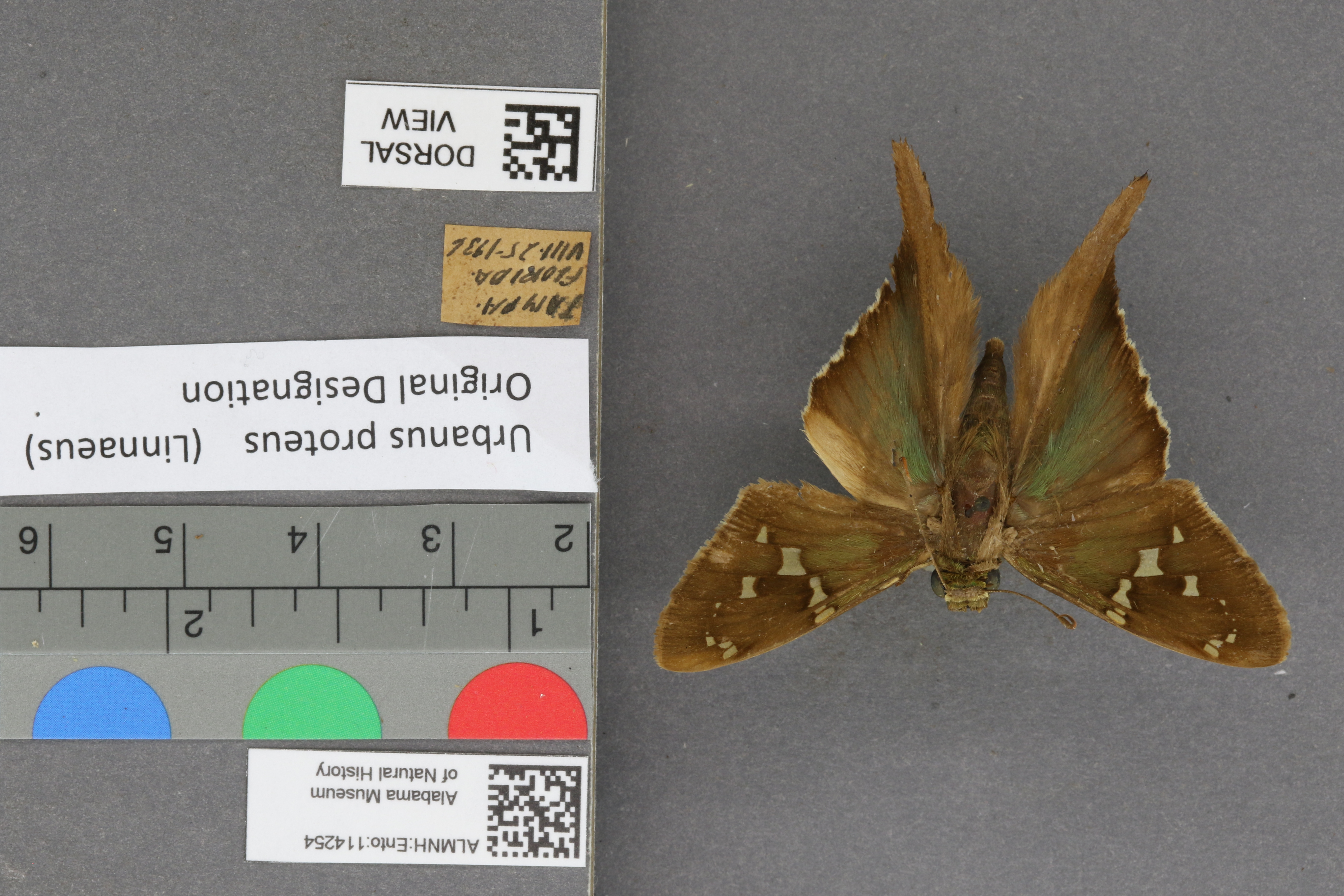 Urbanus proteus