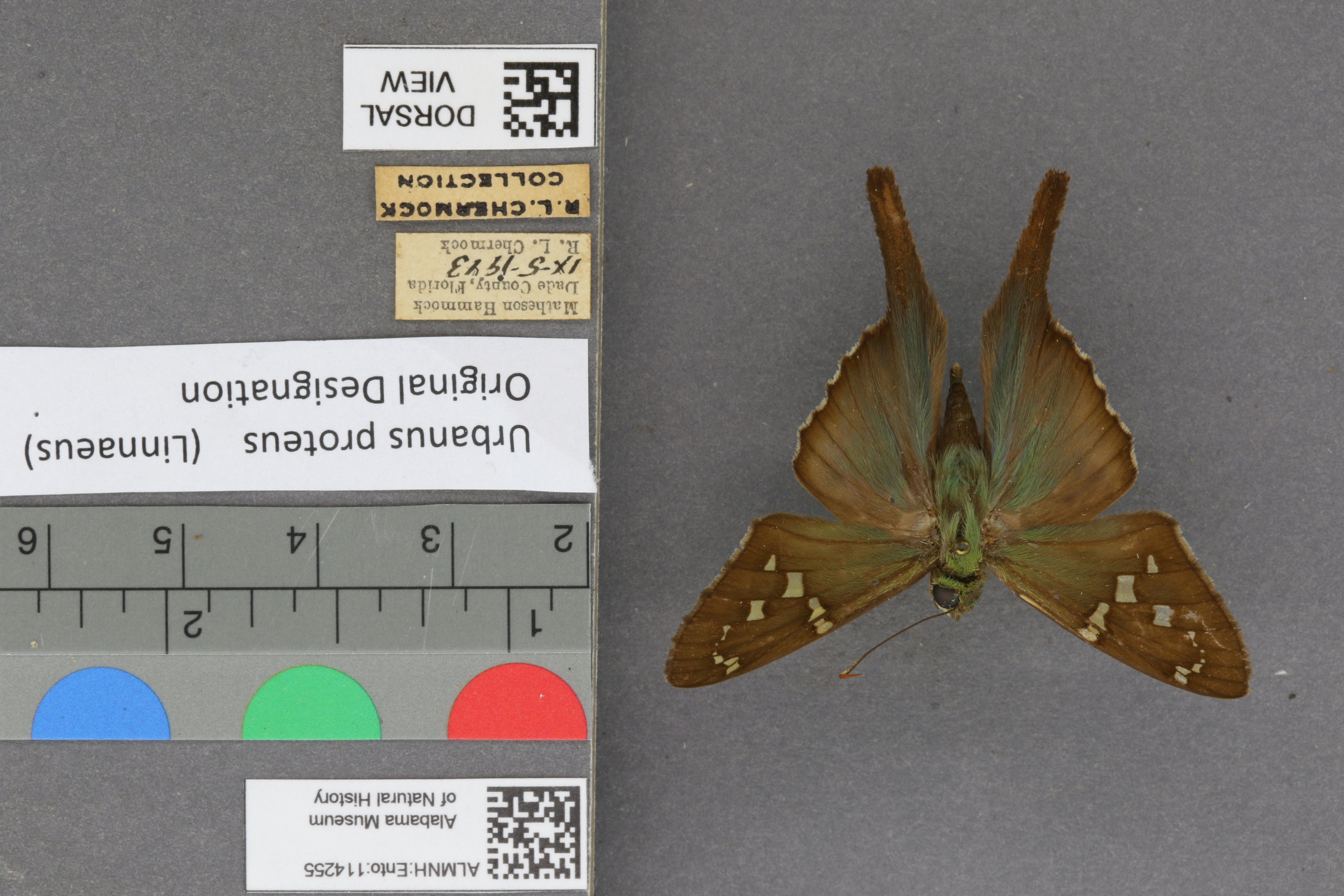 Urbanus proteus