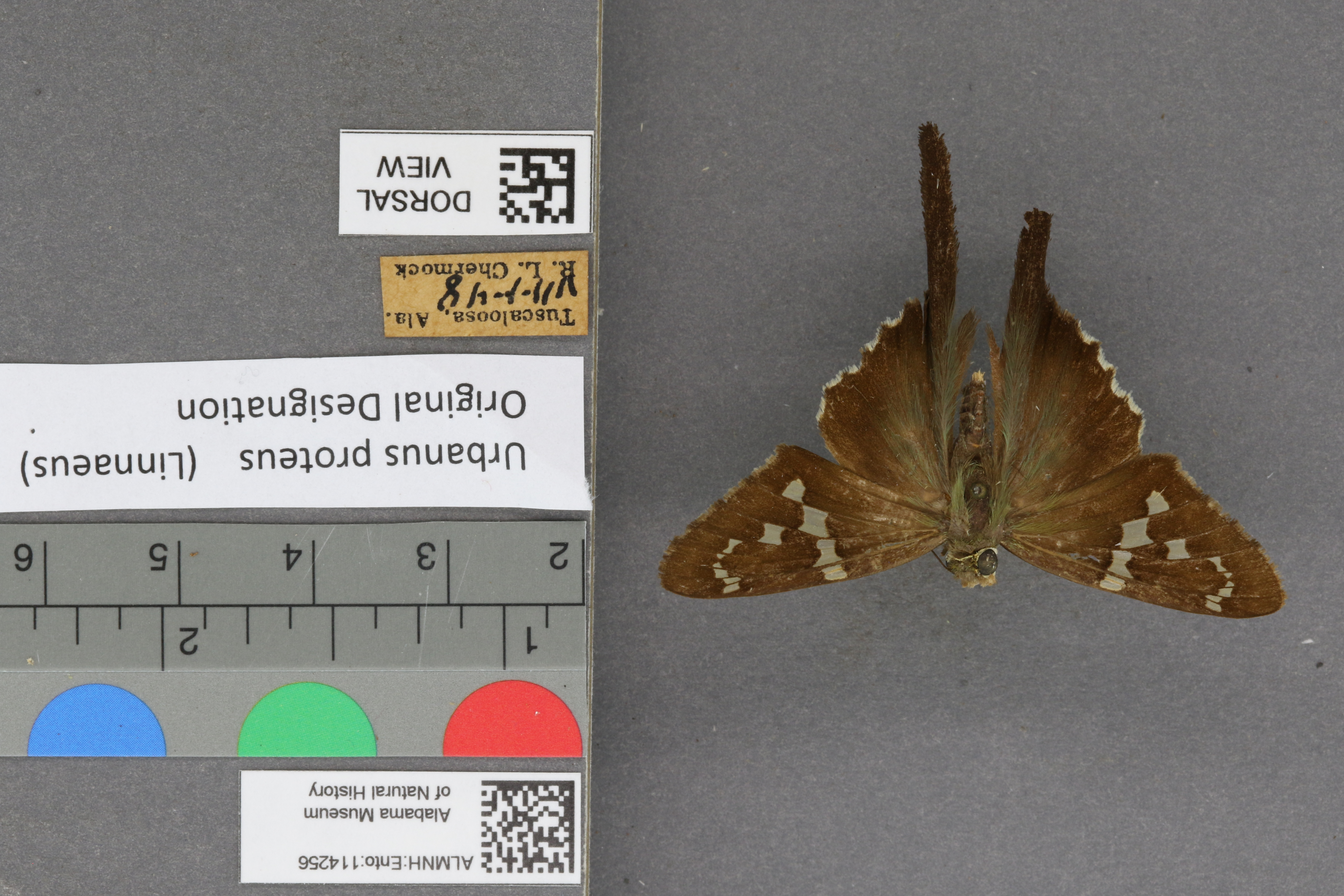 Urbanus proteus