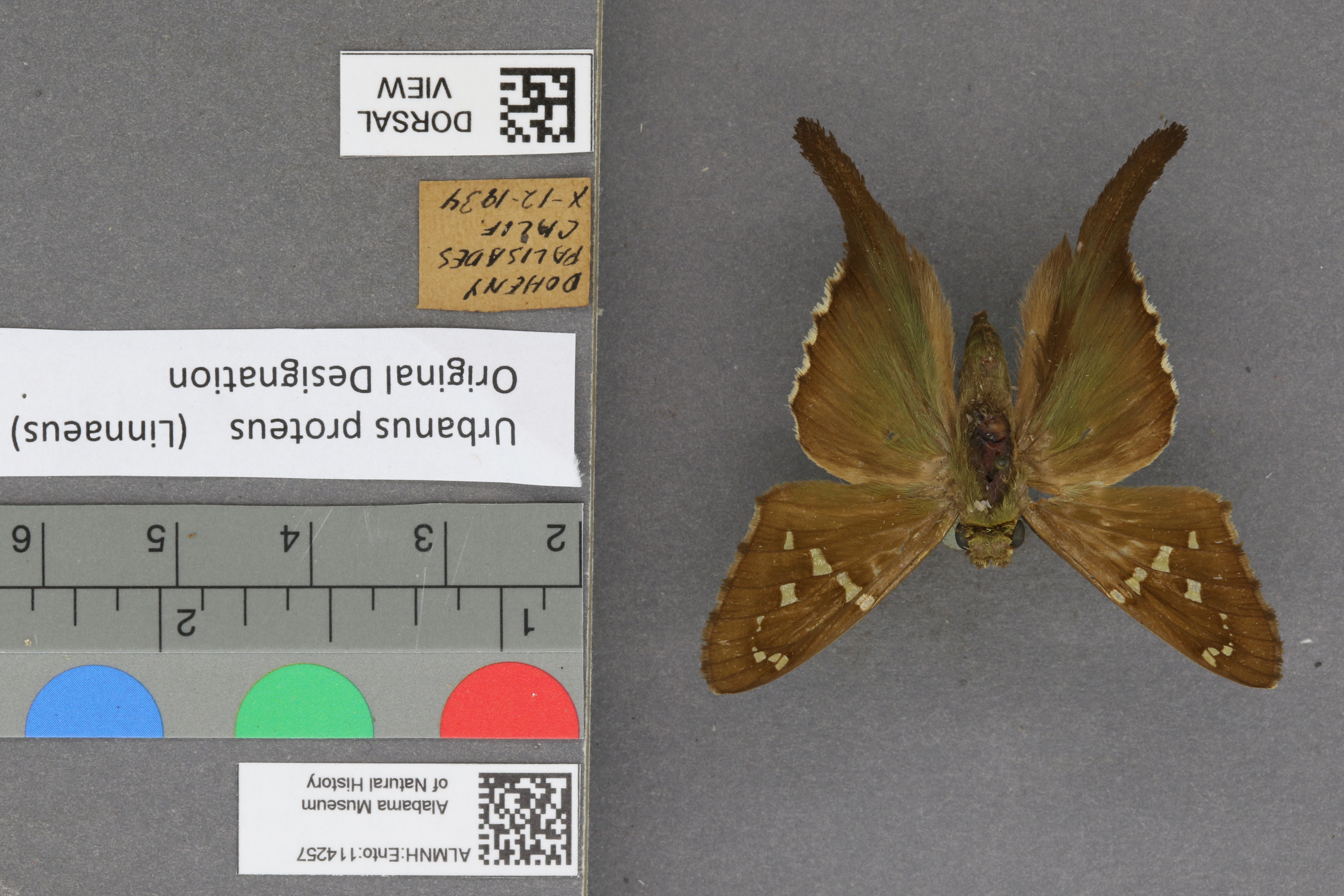 Urbanus proteus