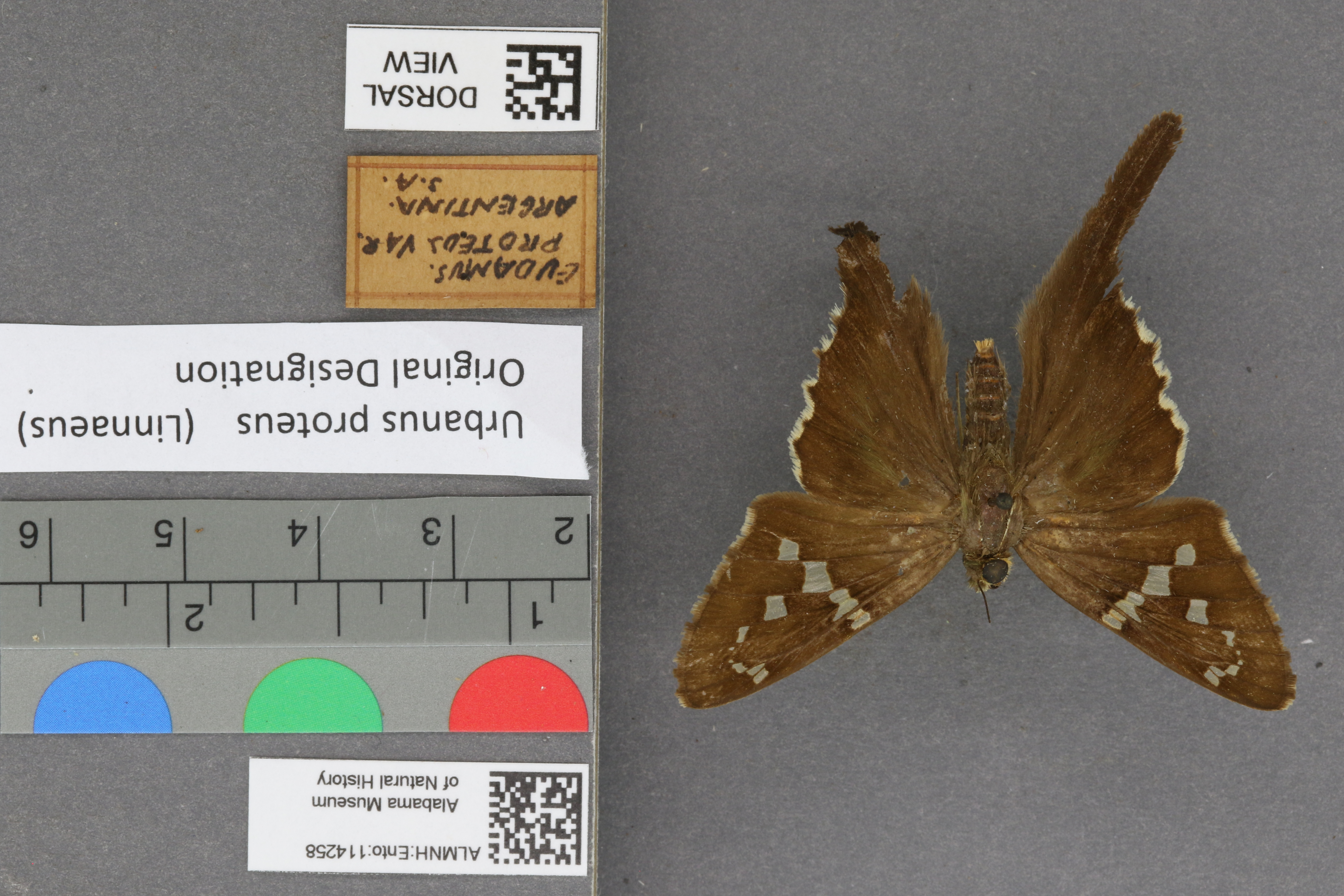 Urbanus proteus