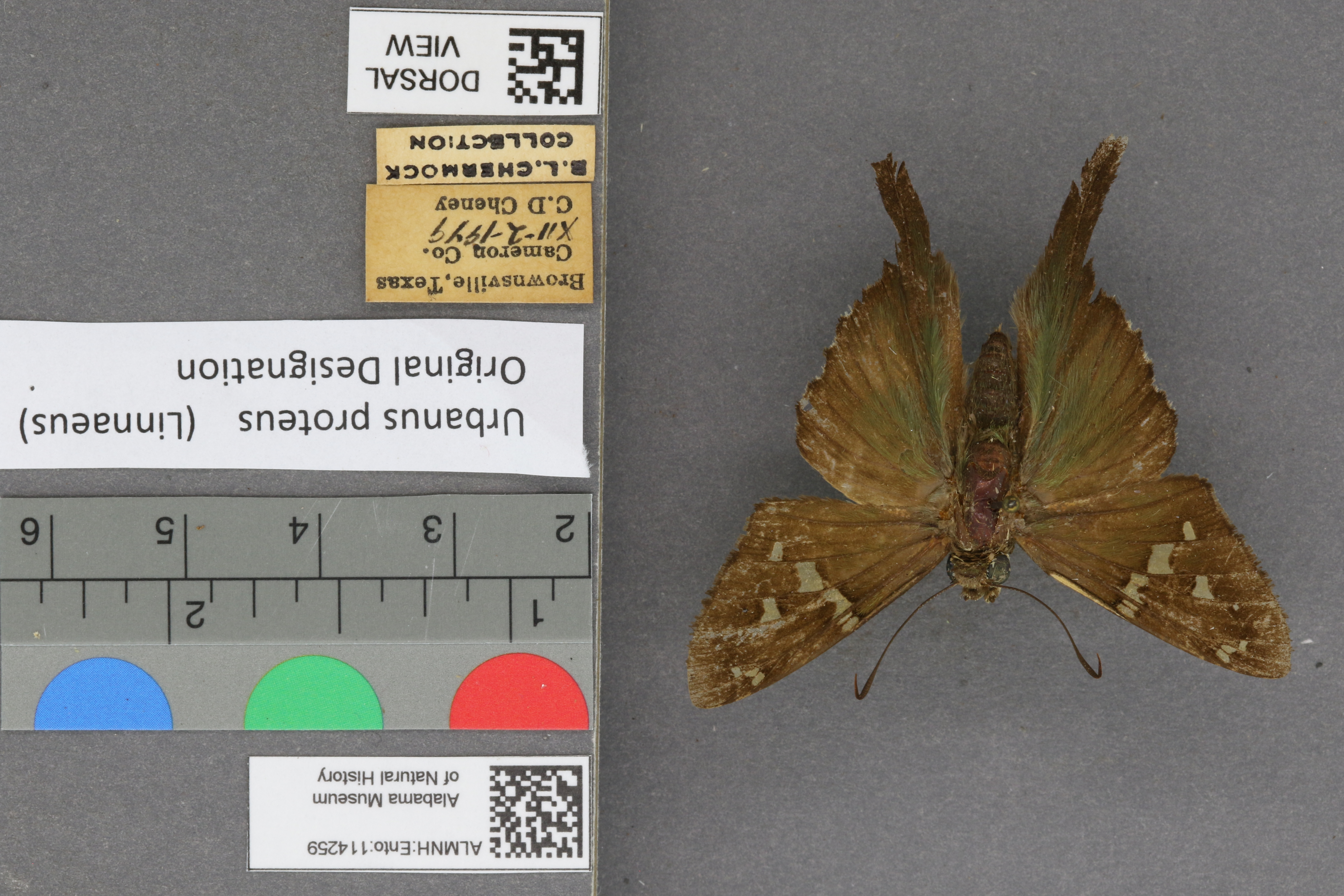 Urbanus proteus