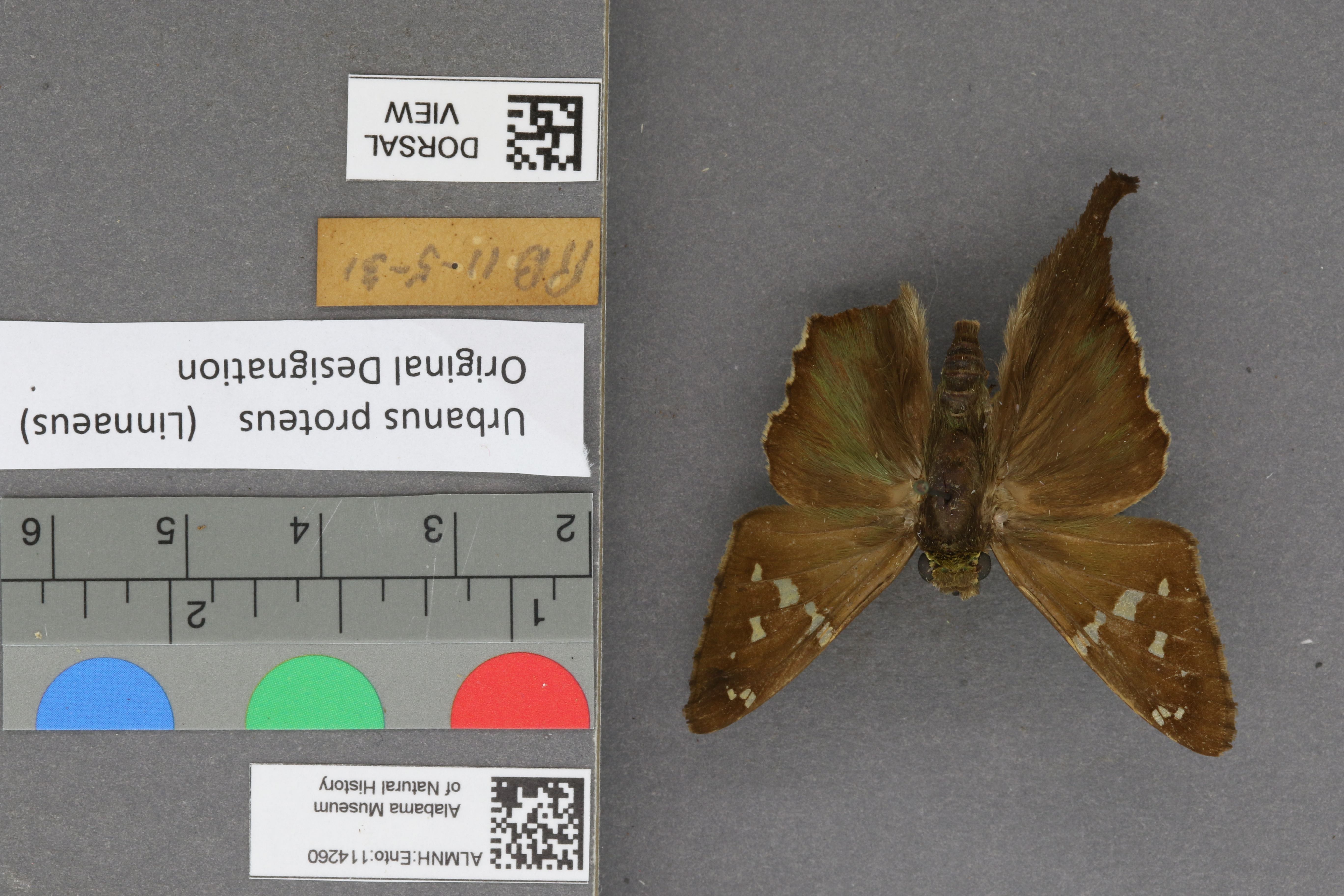 Urbanus proteus