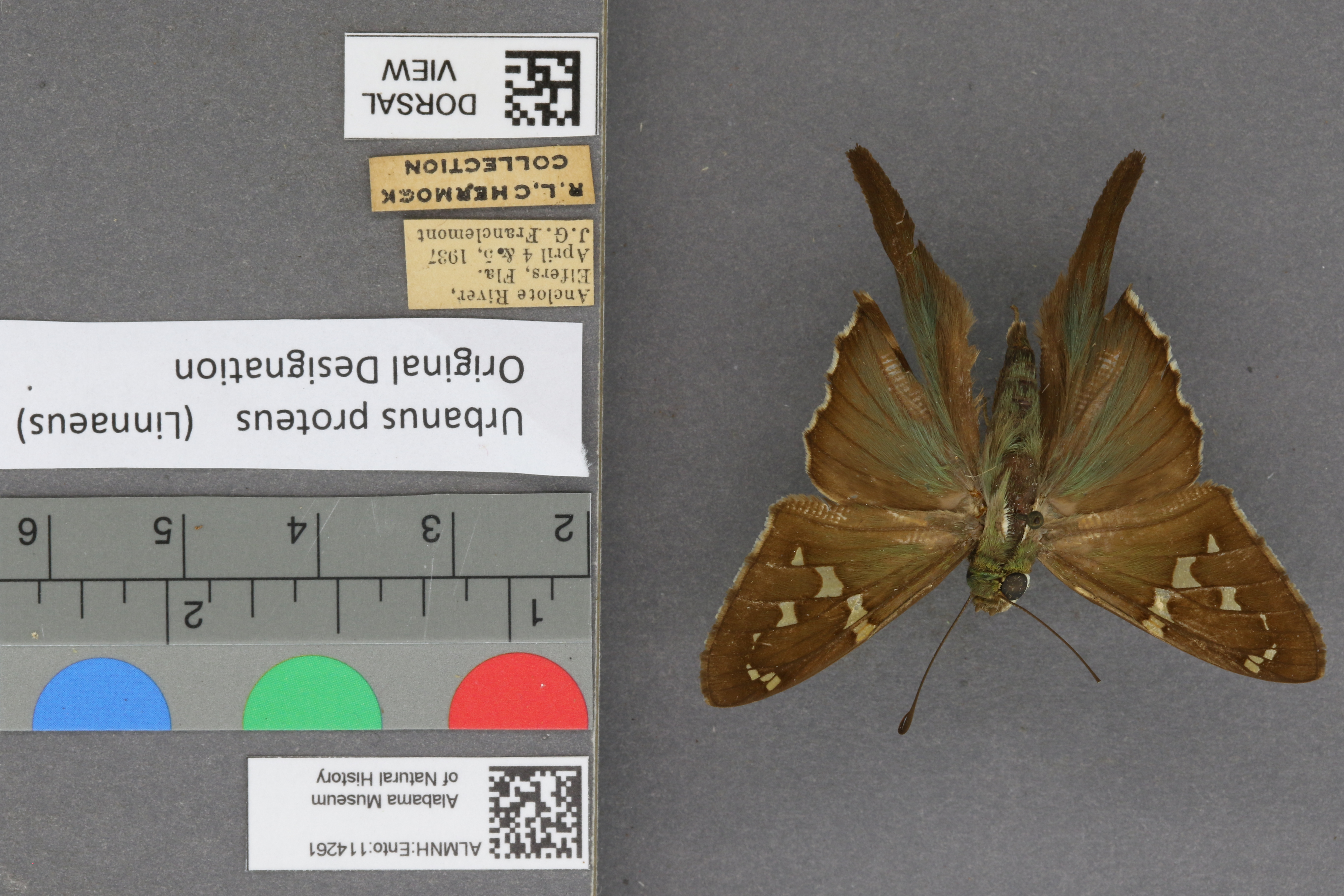 Urbanus proteus