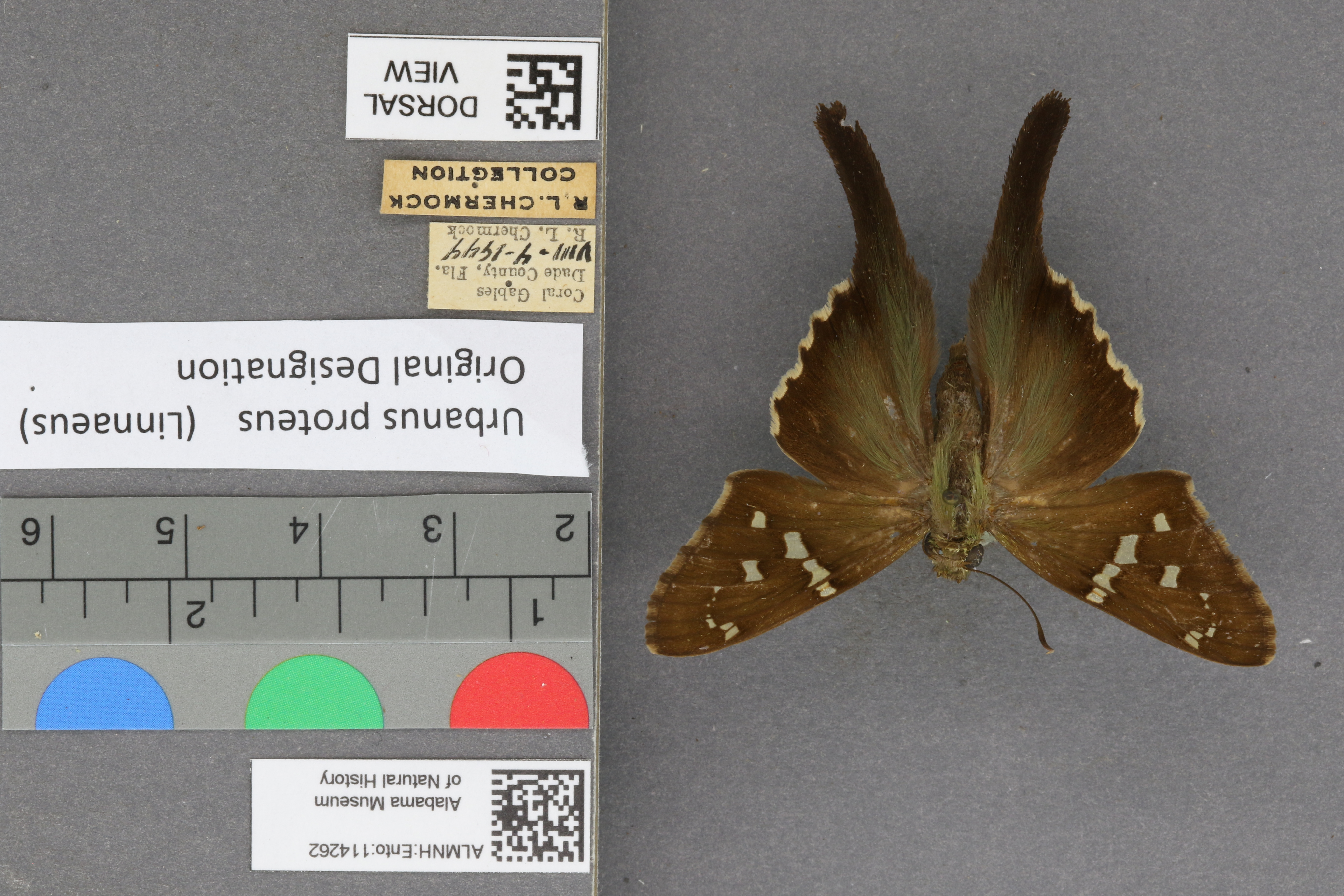 Urbanus proteus