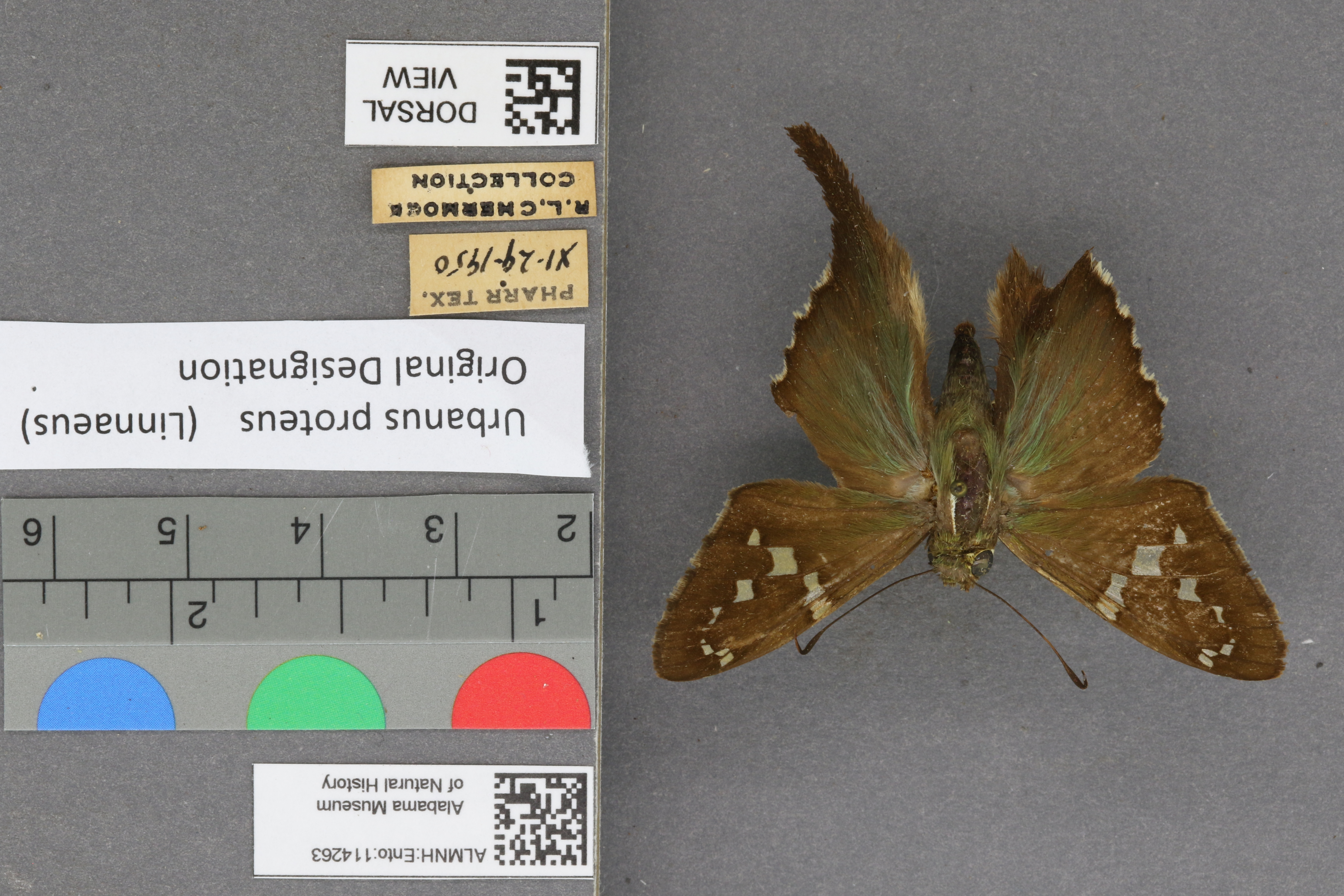 Urbanus proteus