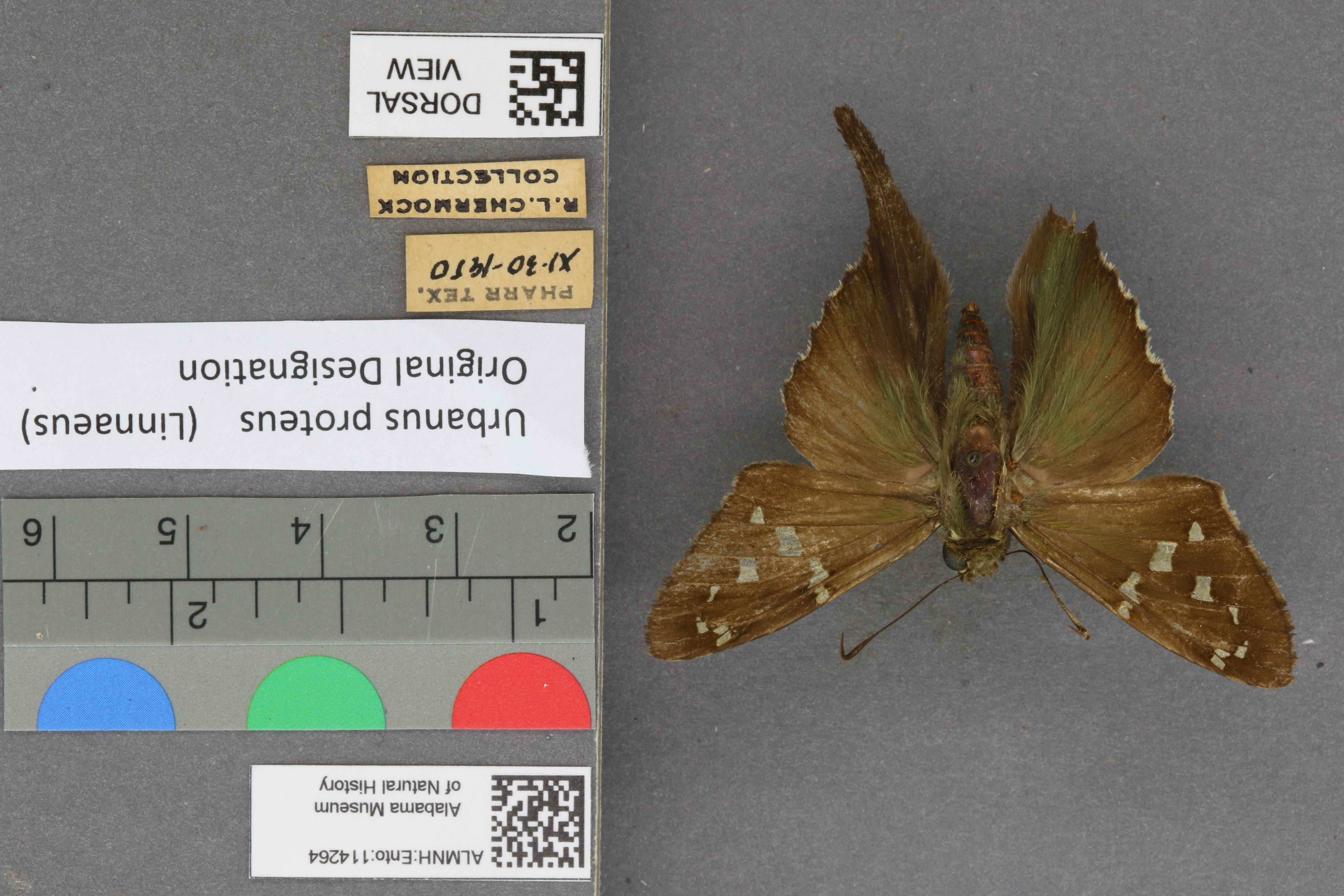 Urbanus proteus