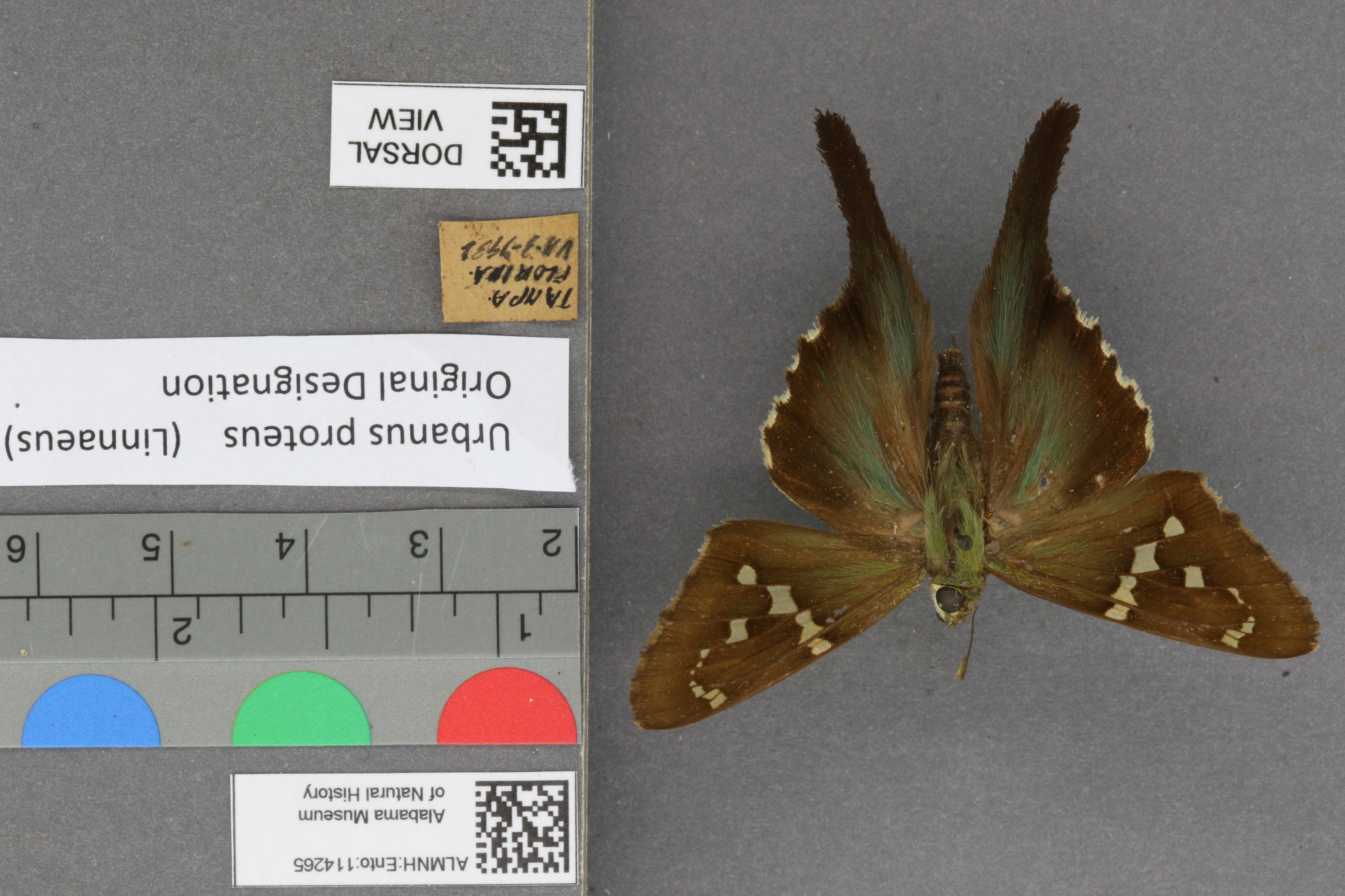 Urbanus proteus