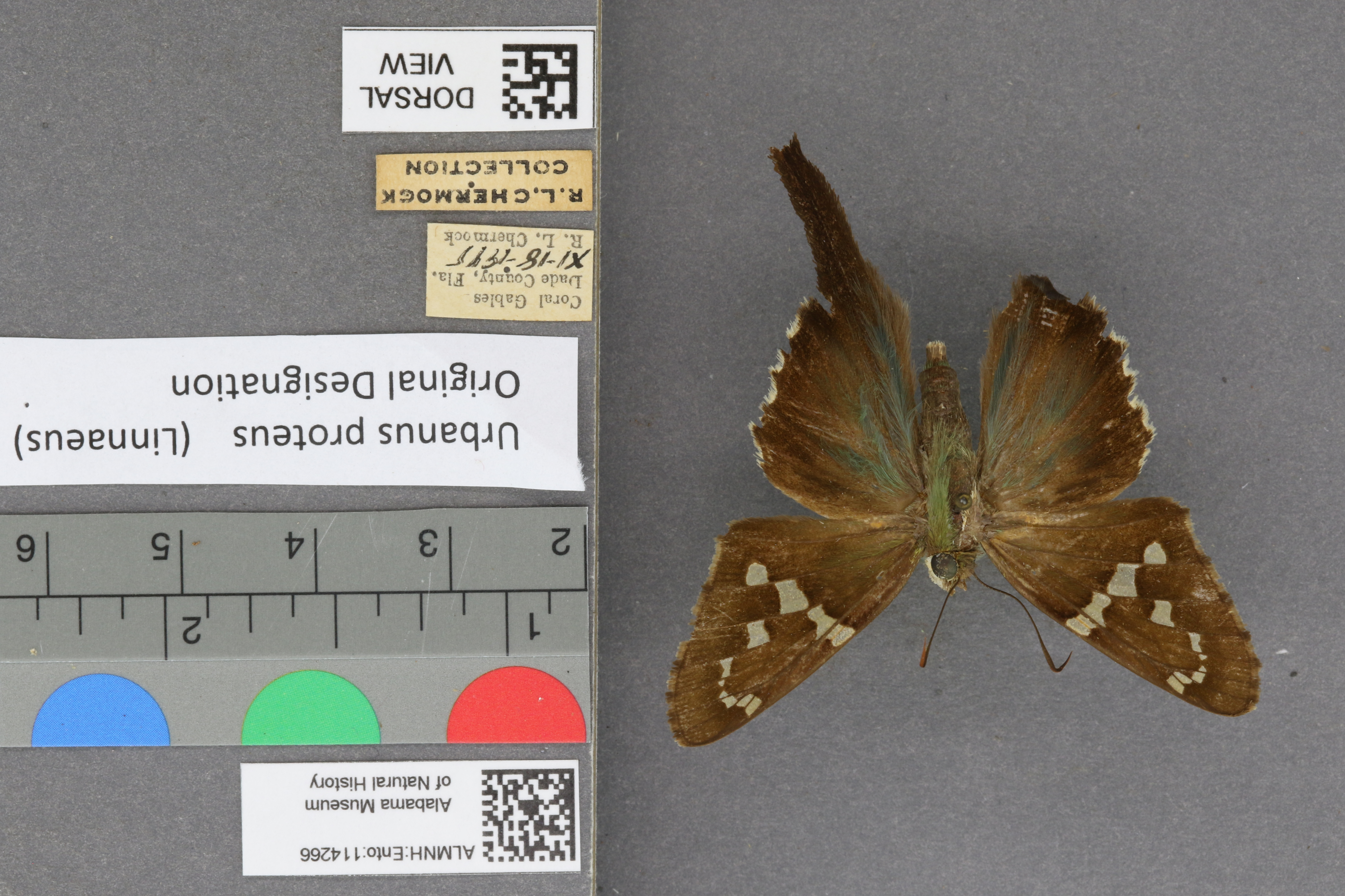 Urbanus proteus