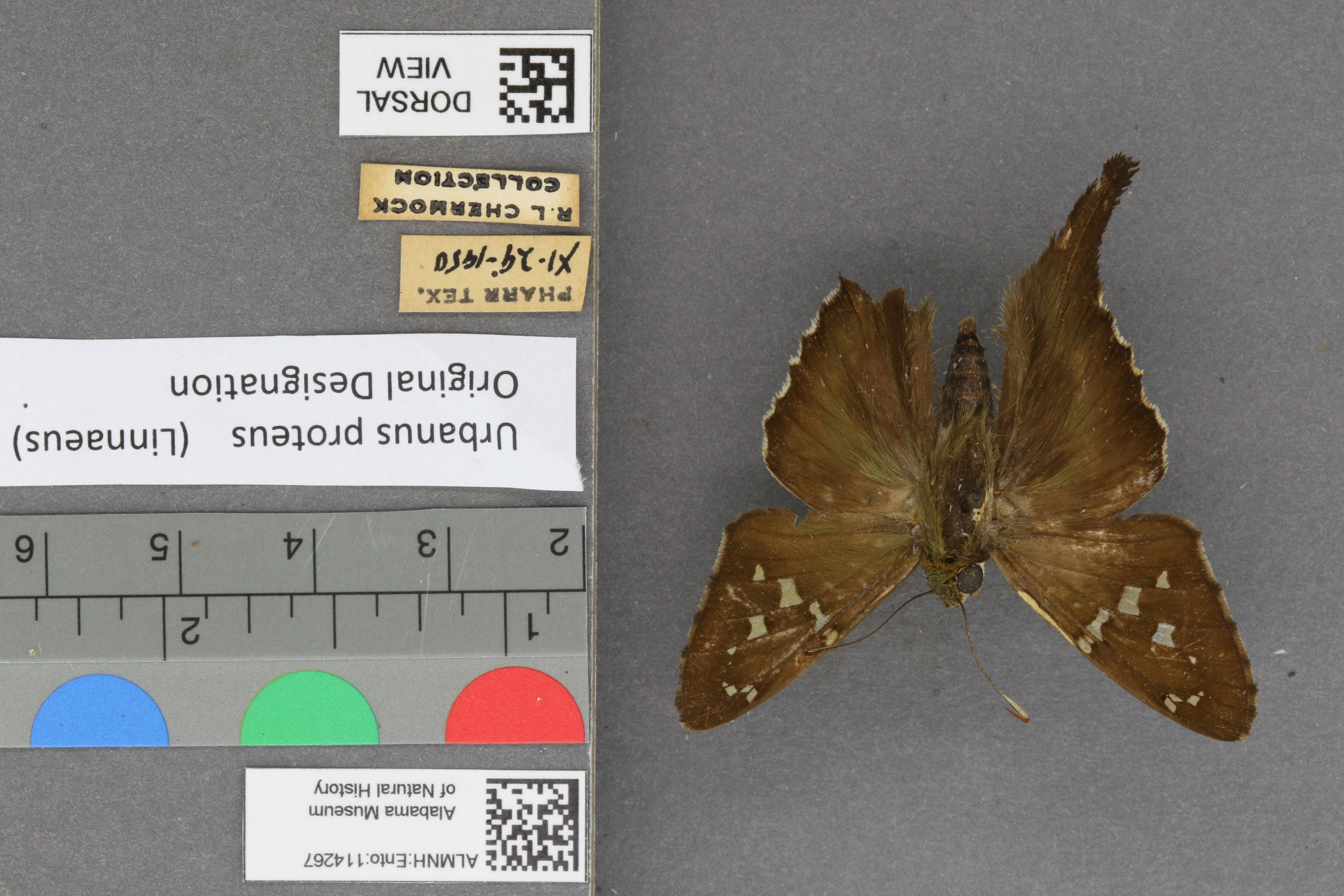 Urbanus proteus