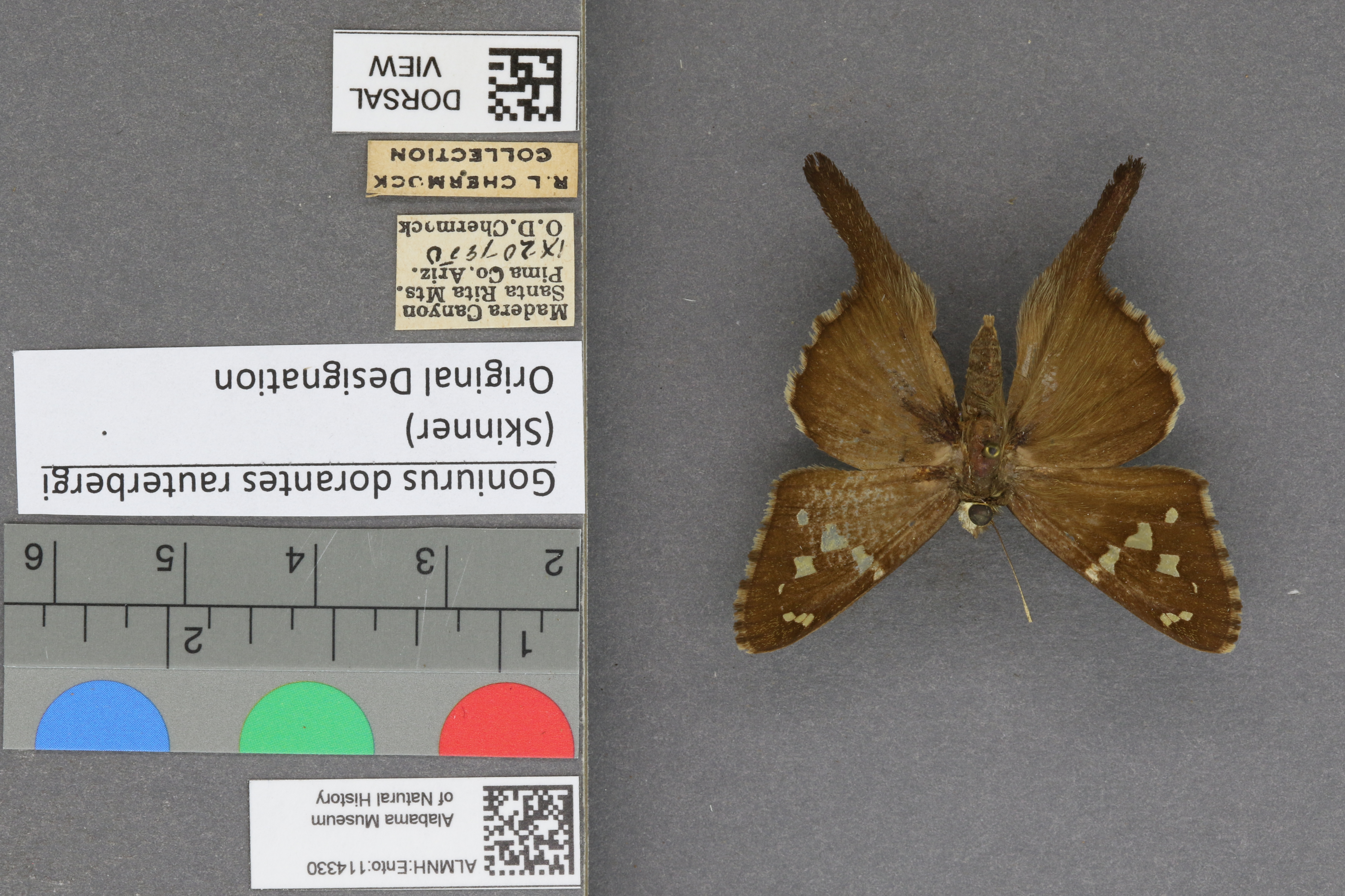 Urbanus dorantes