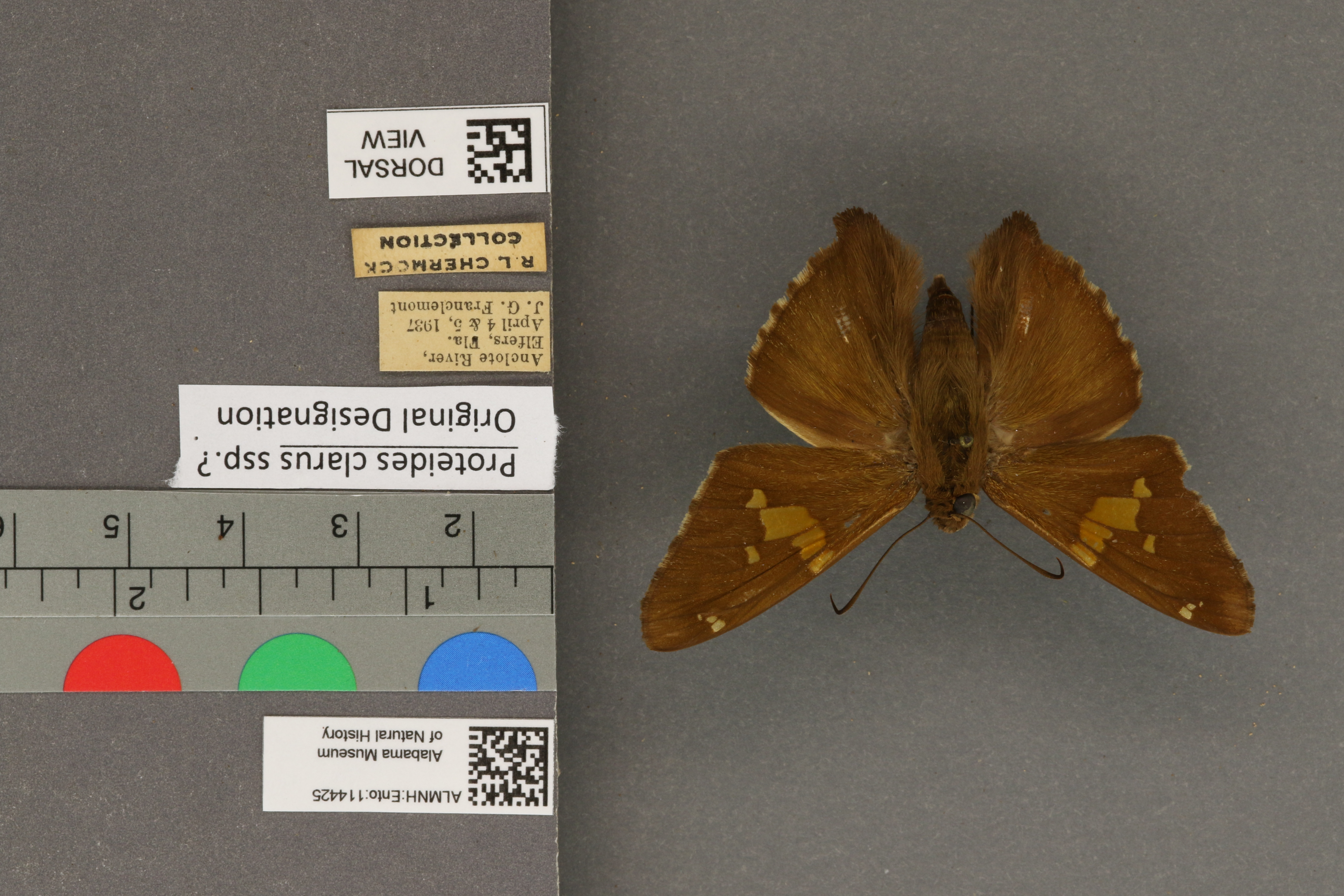 Epargyreus clarus