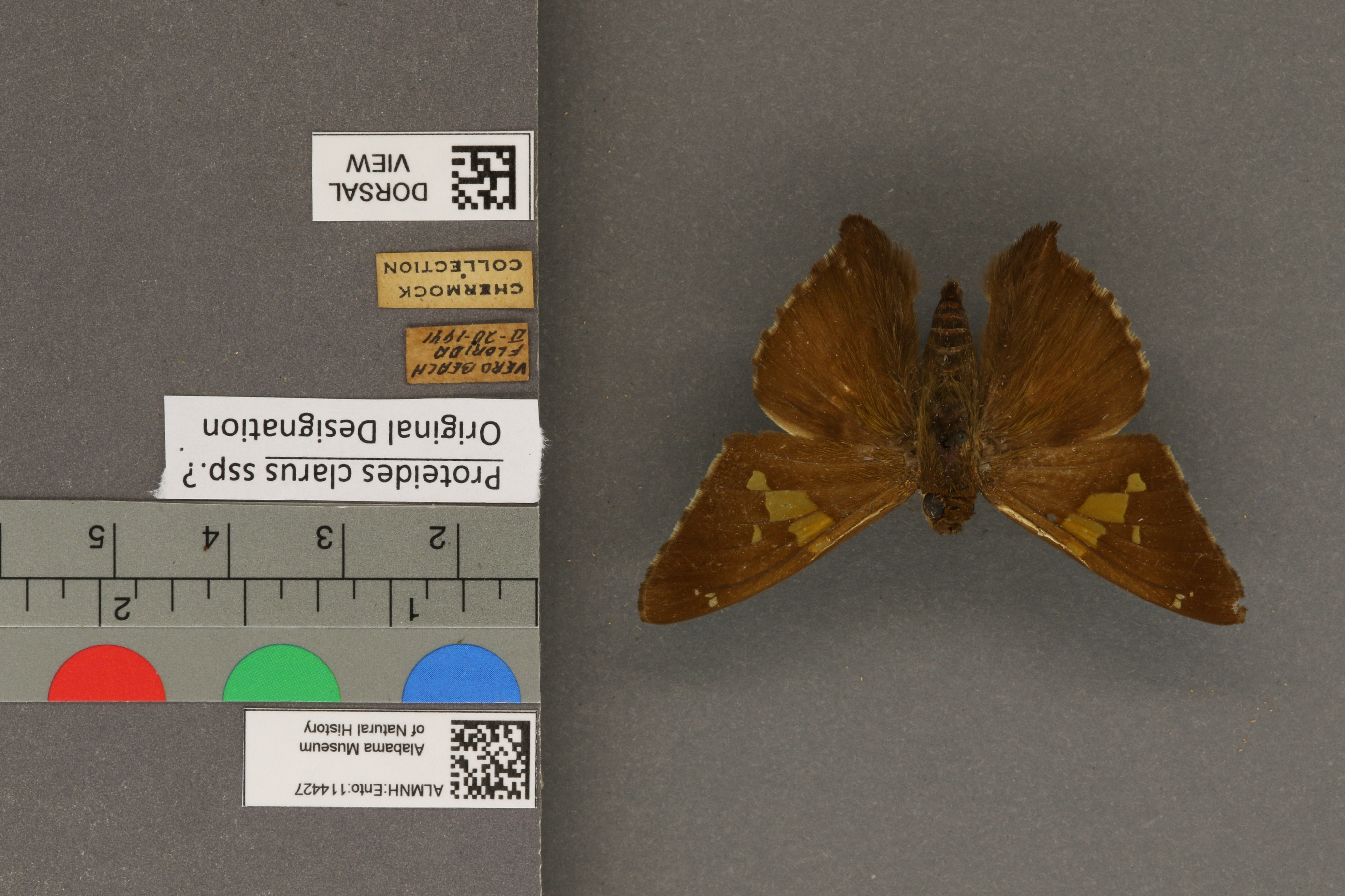 Epargyreus clarus