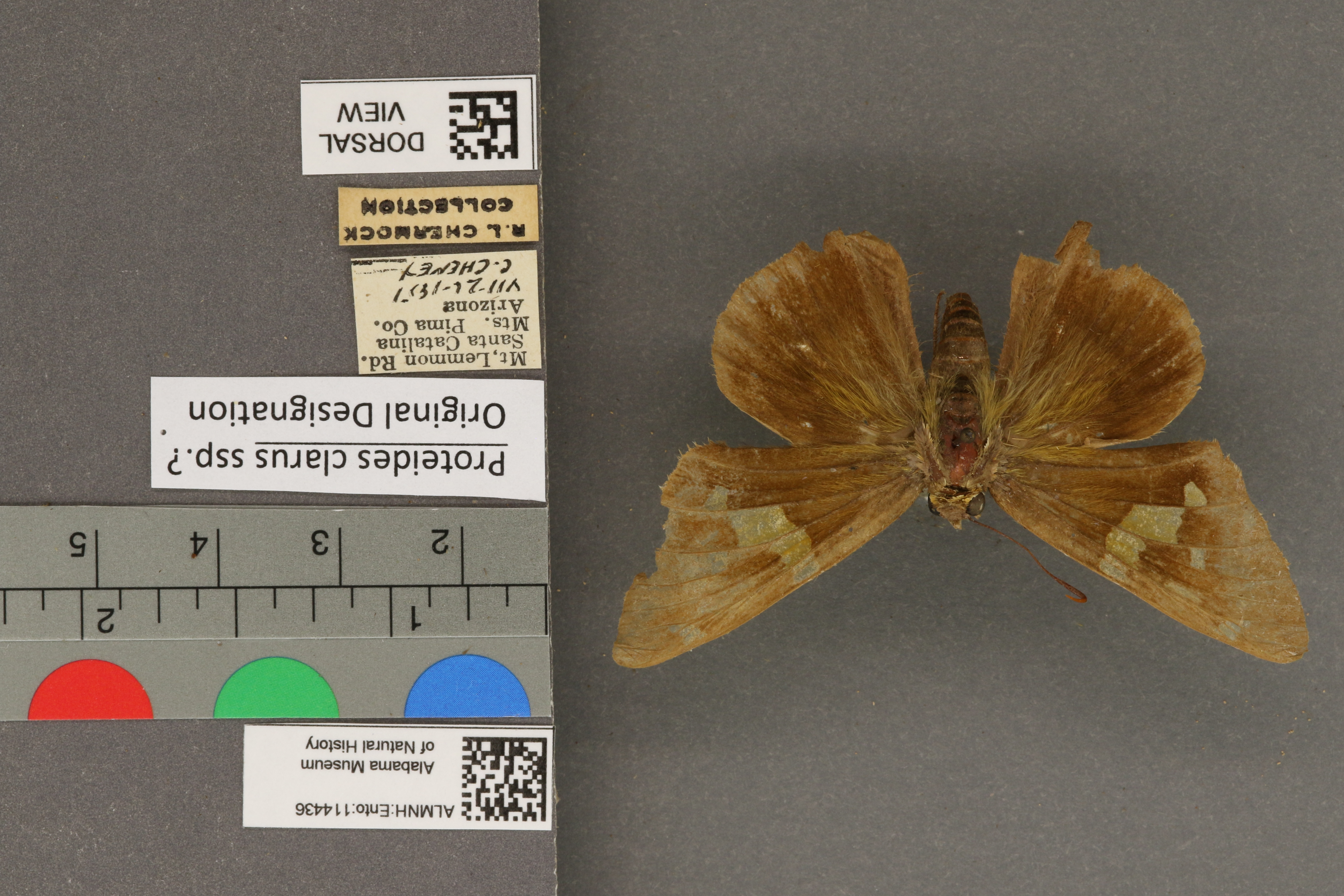 Epargyreus clarus