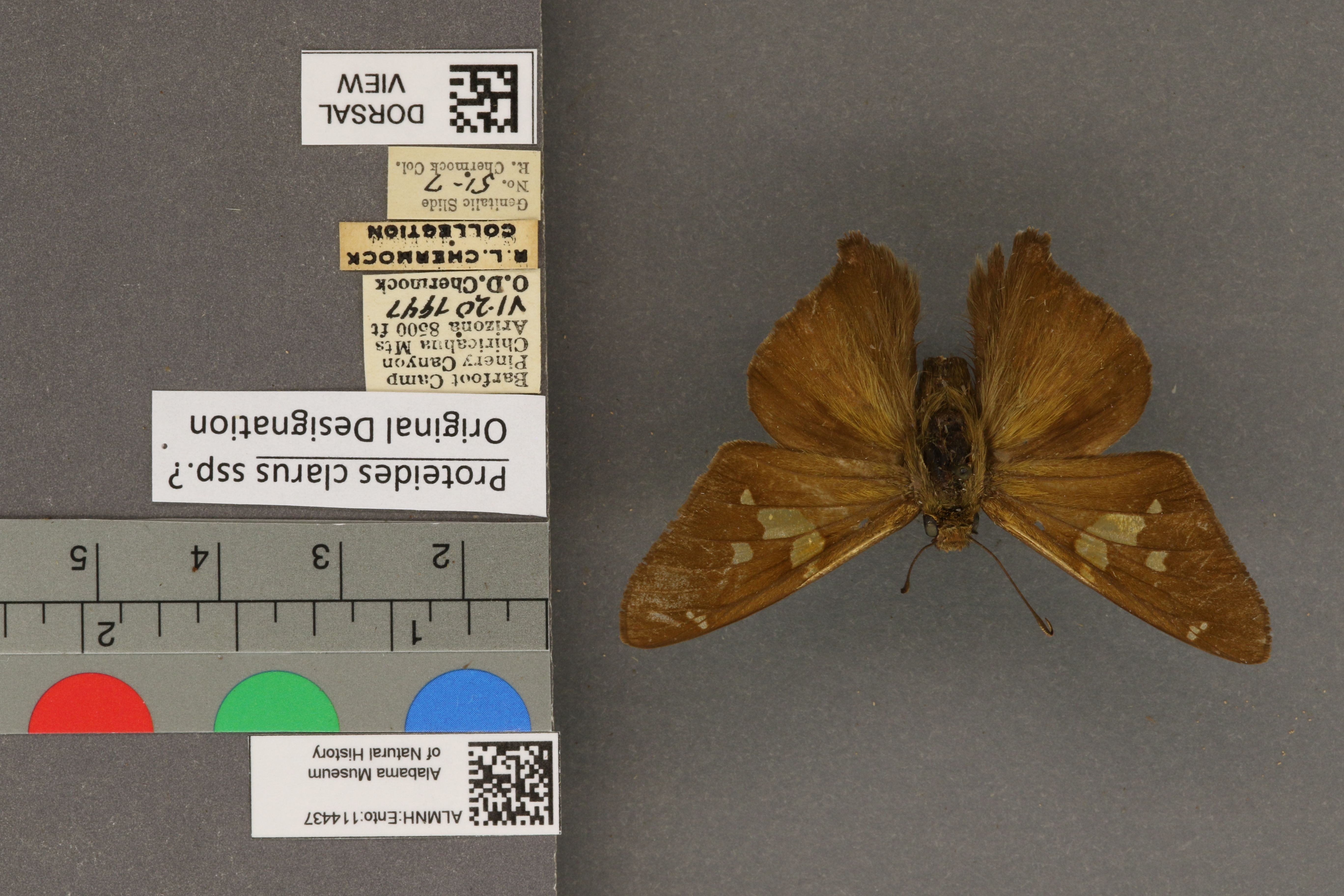 Epargyreus clarus