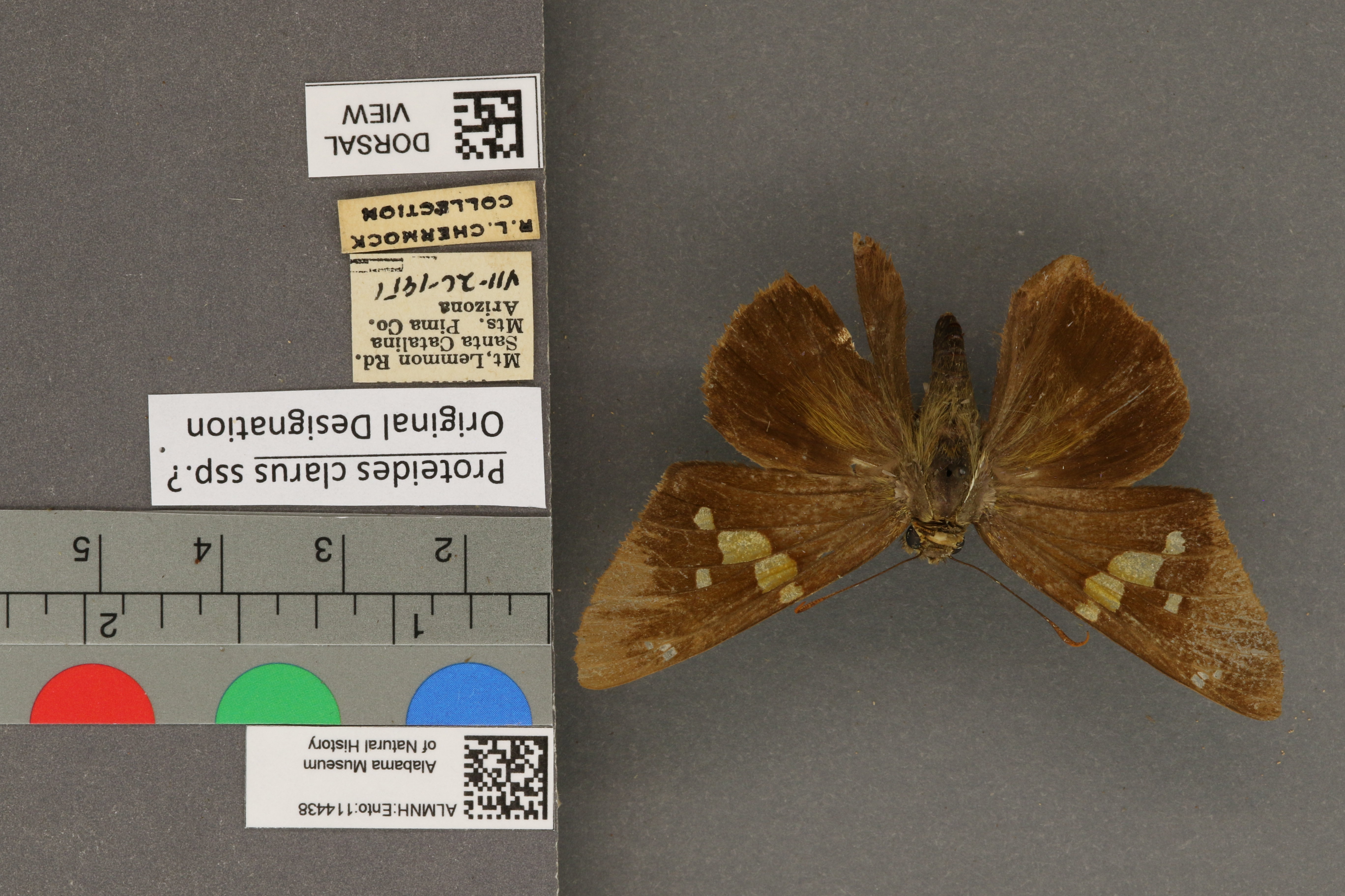 Epargyreus clarus