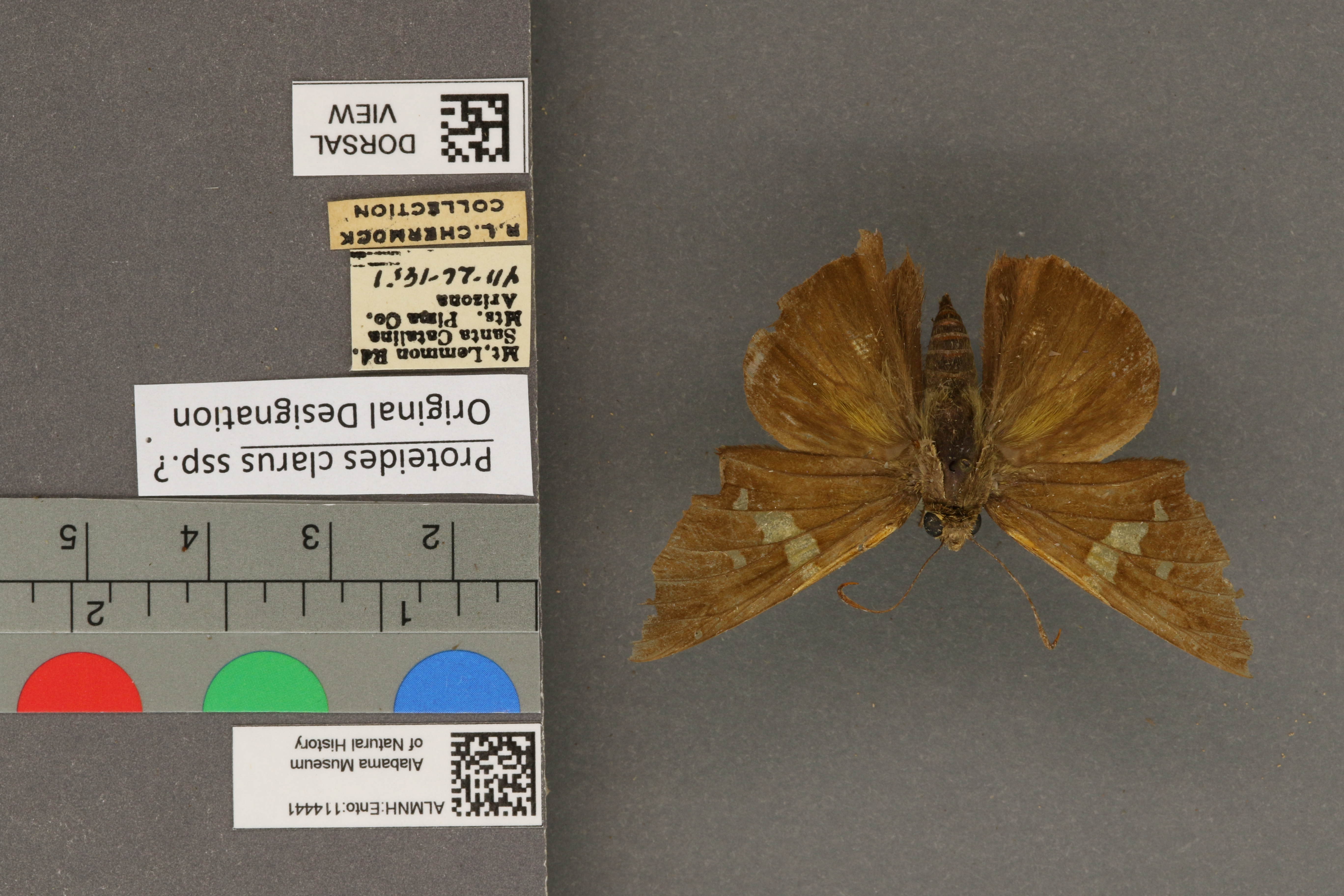 Epargyreus clarus