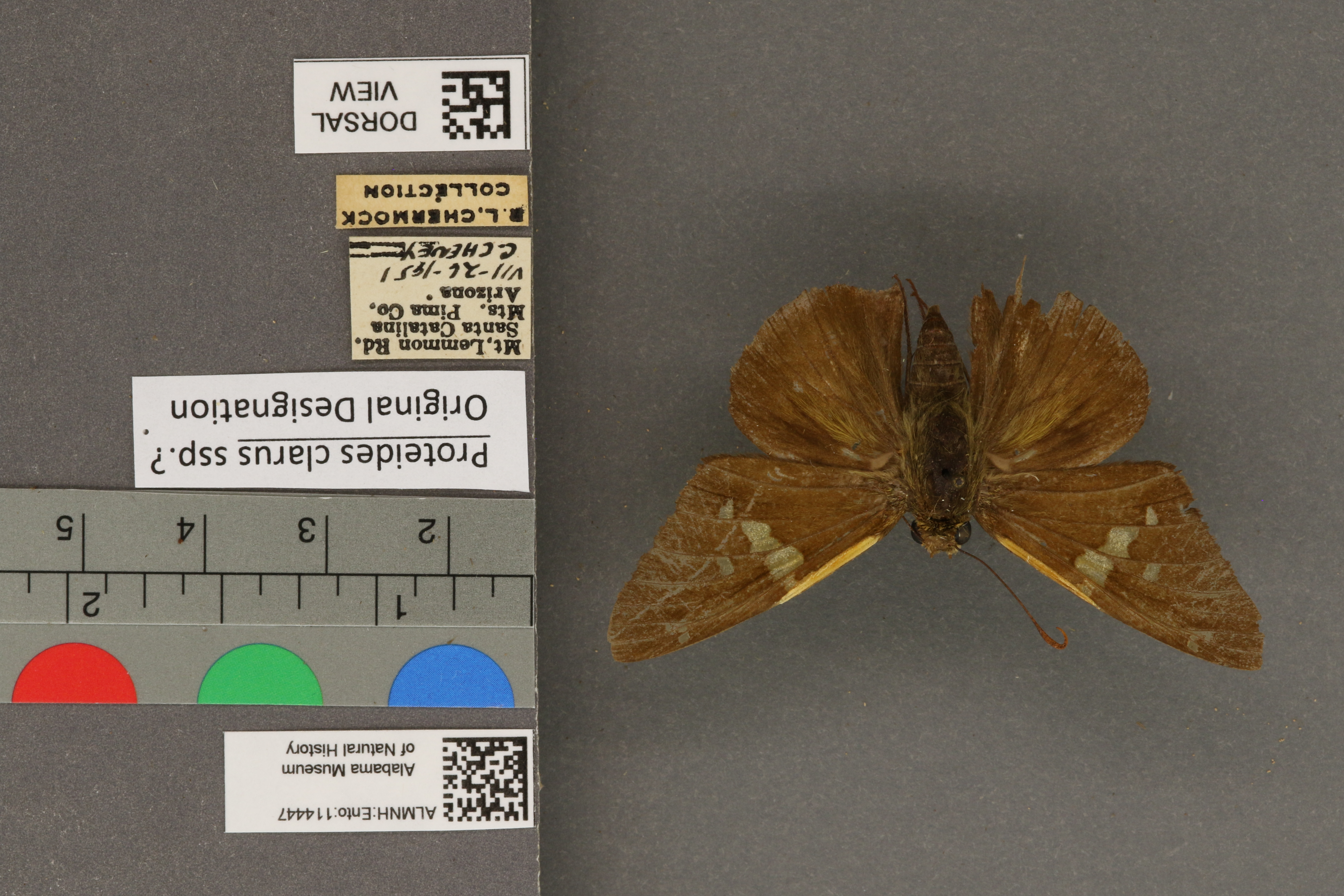 Epargyreus clarus