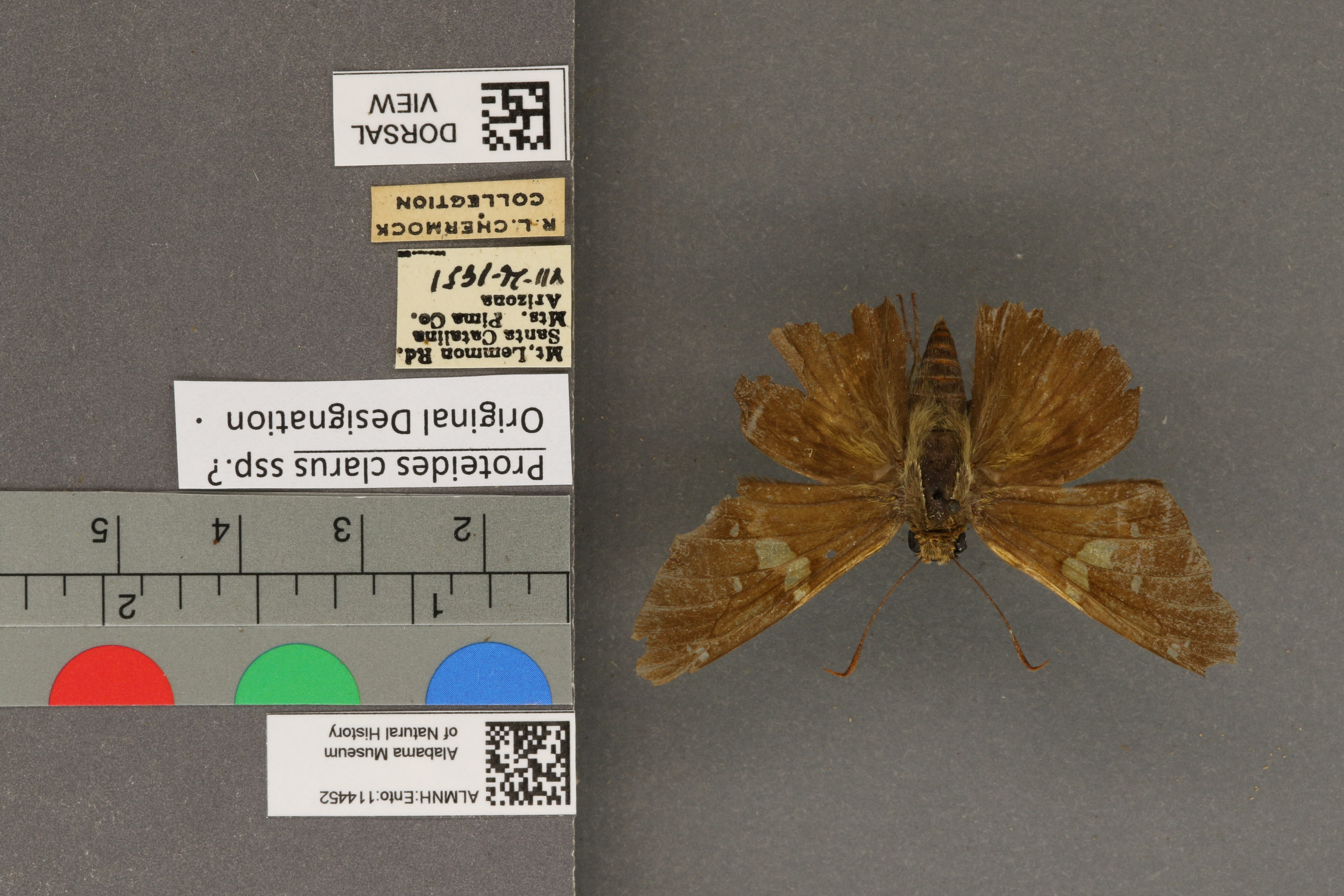 Epargyreus clarus