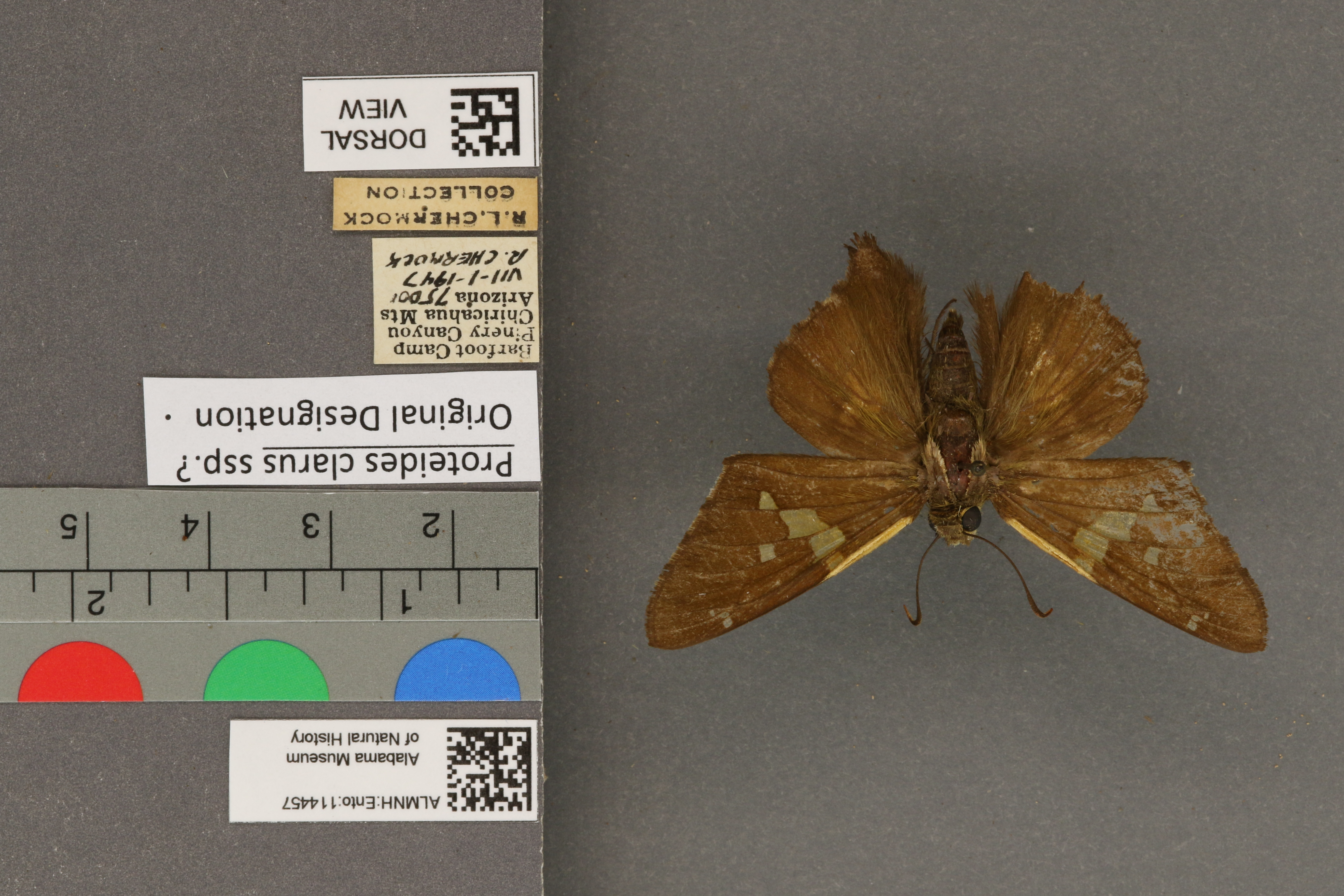 Epargyreus clarus
