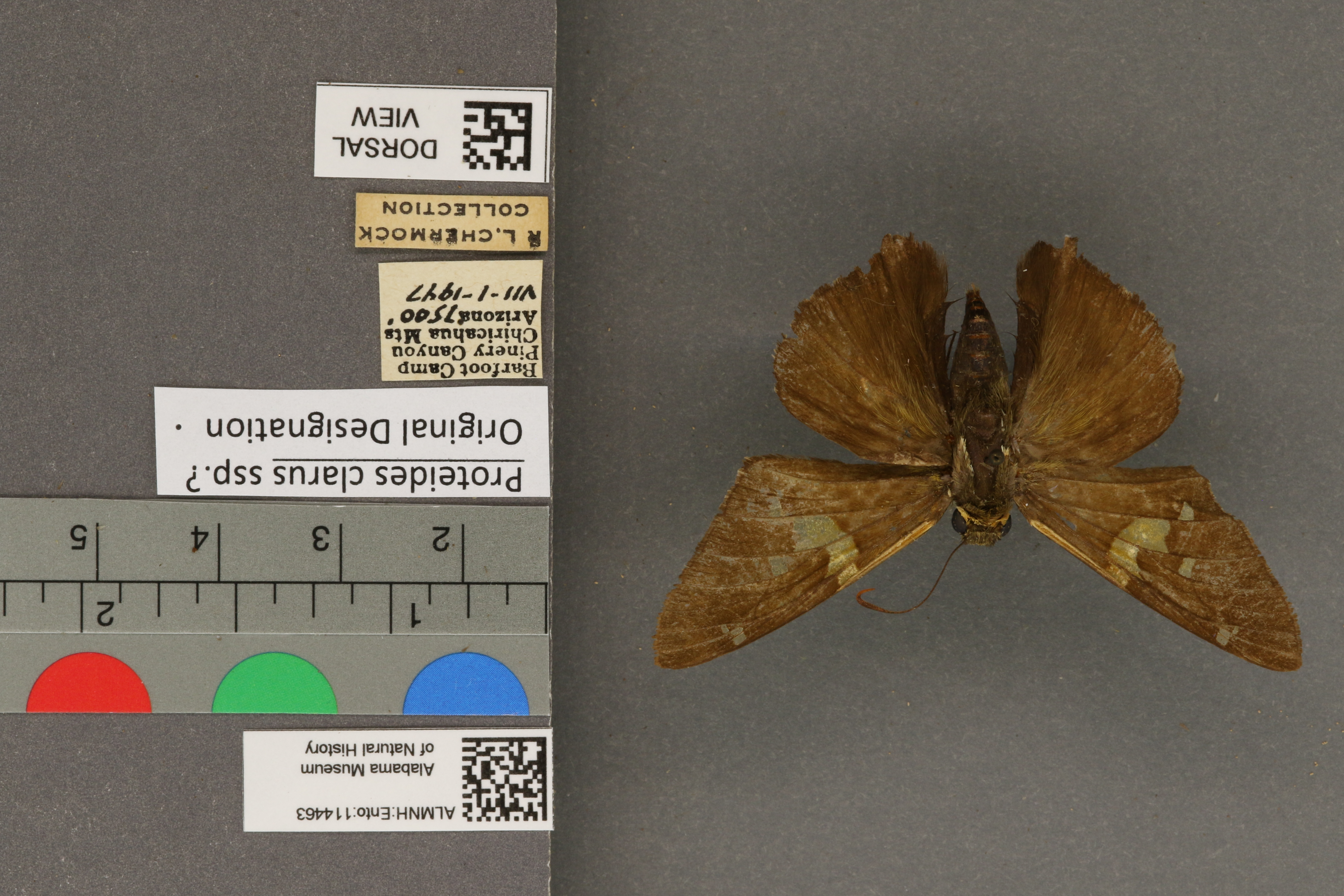 Epargyreus clarus