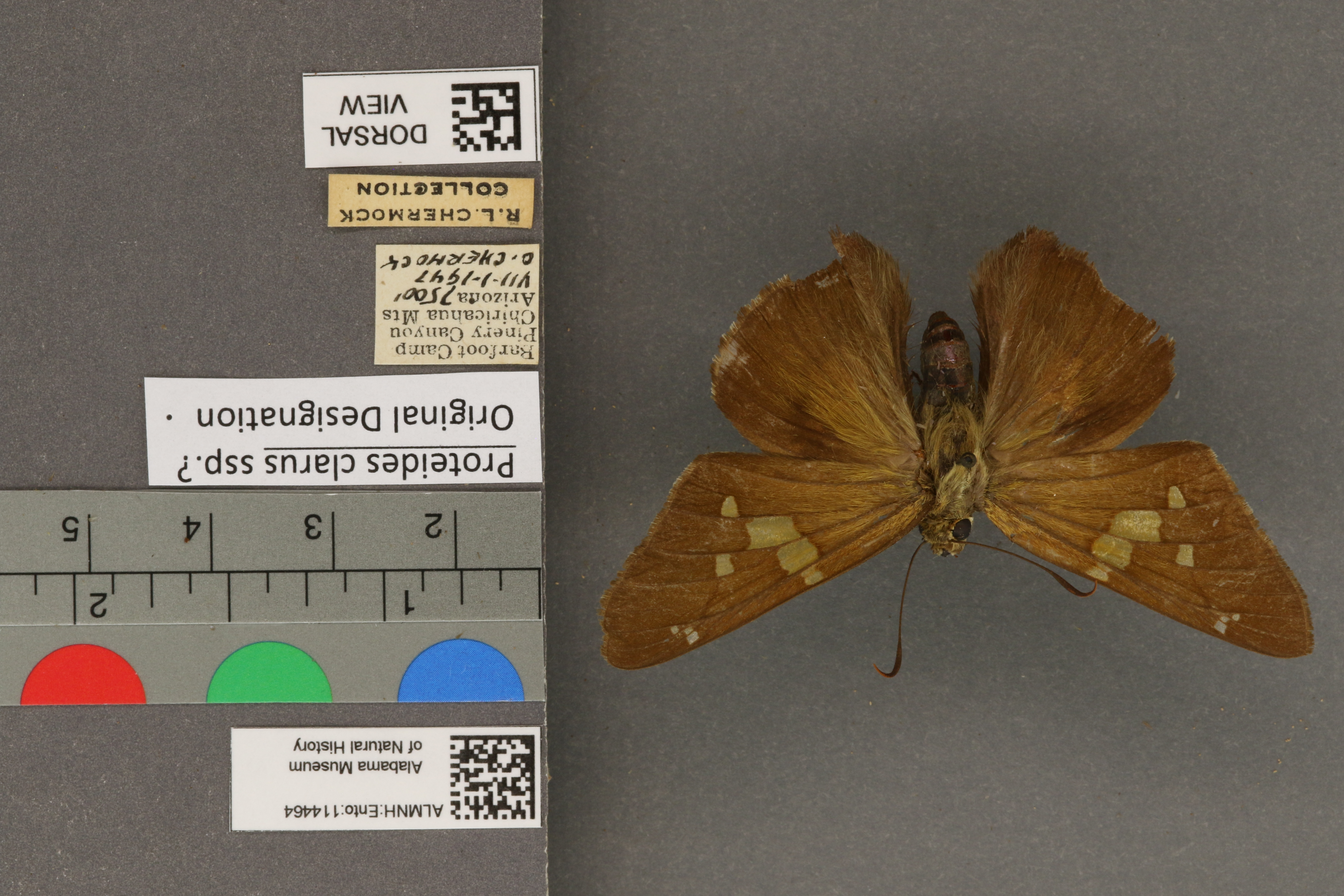 Epargyreus clarus