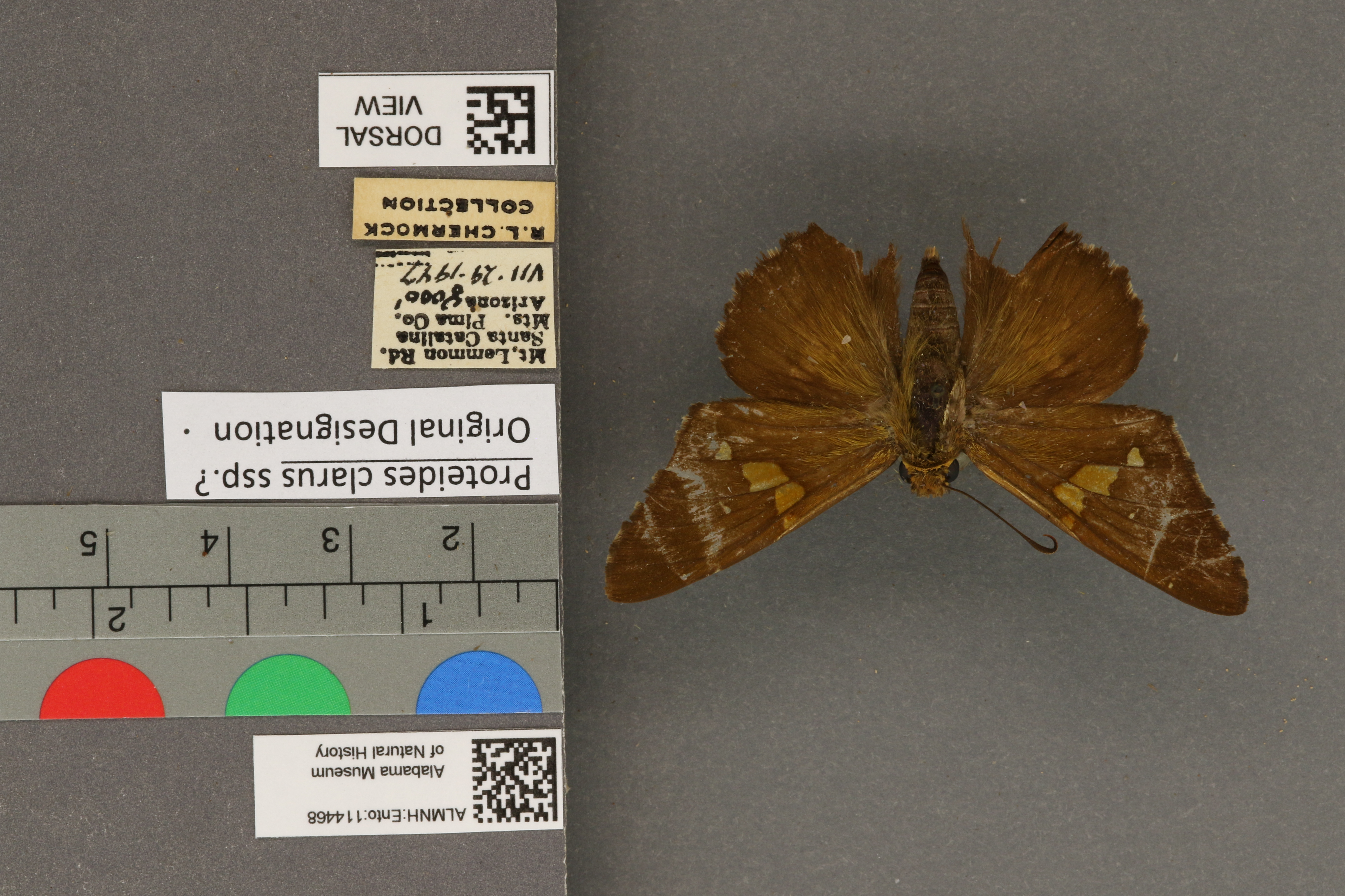 Epargyreus clarus
