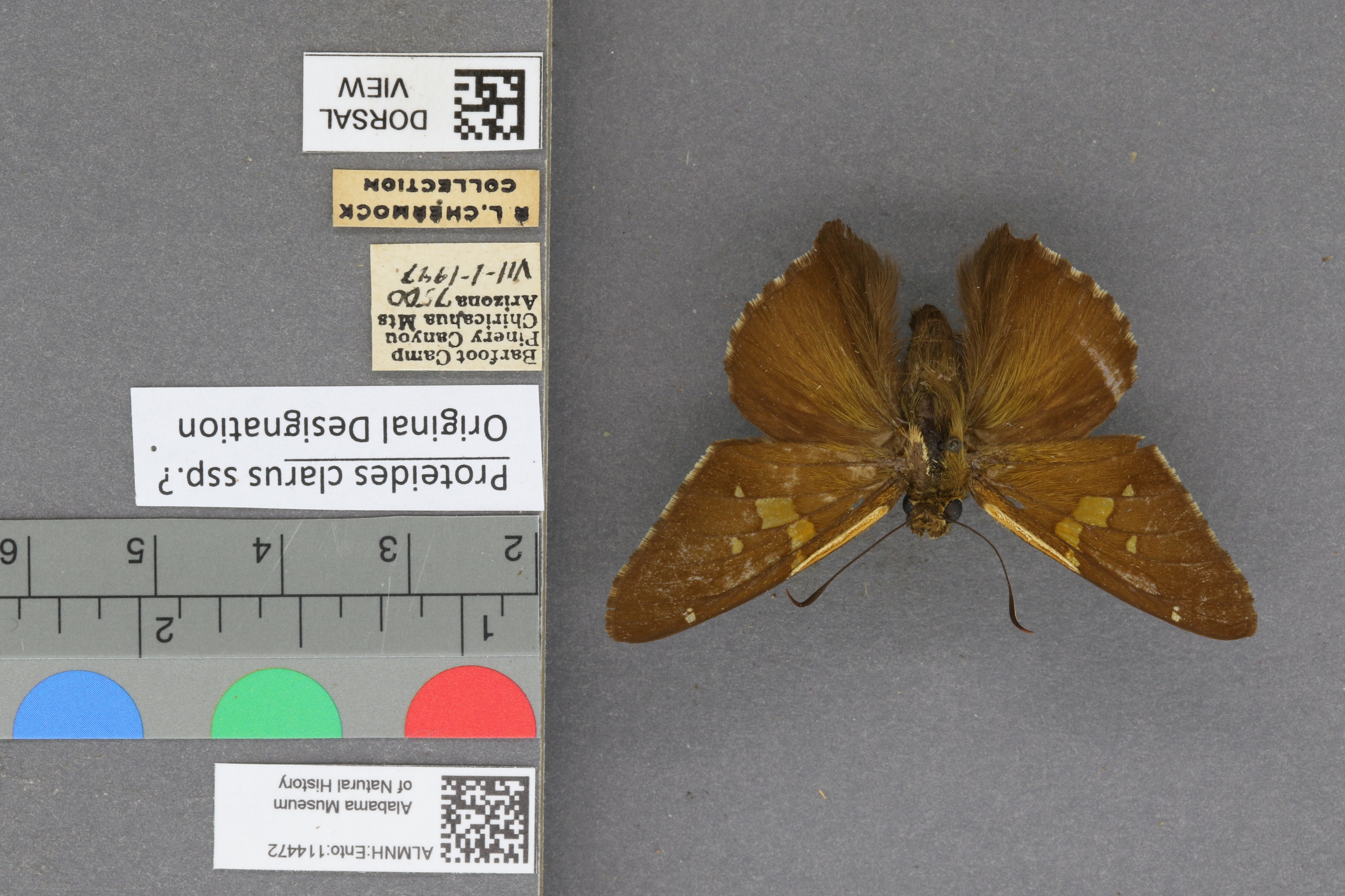 Epargyreus clarus