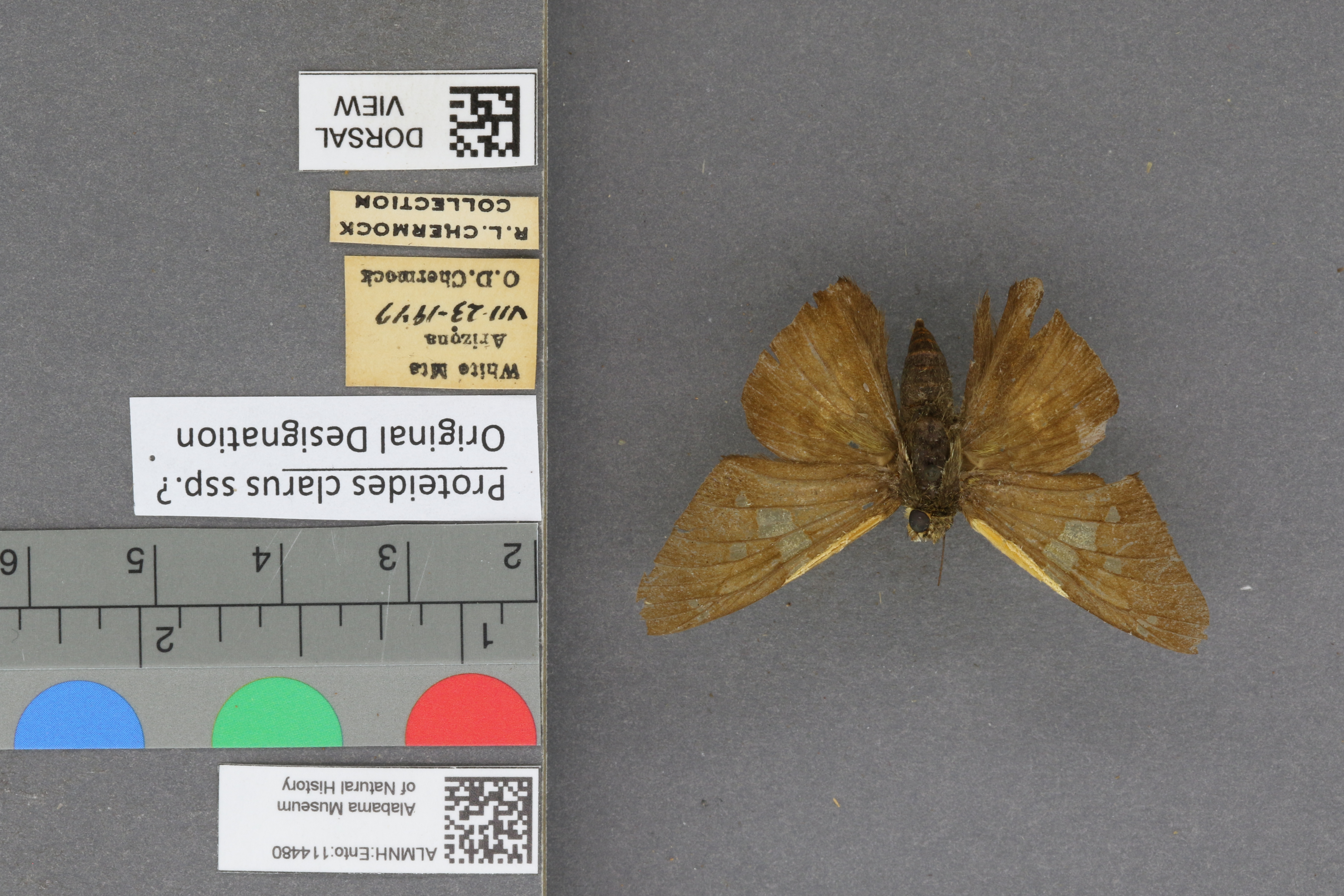 Epargyreus clarus