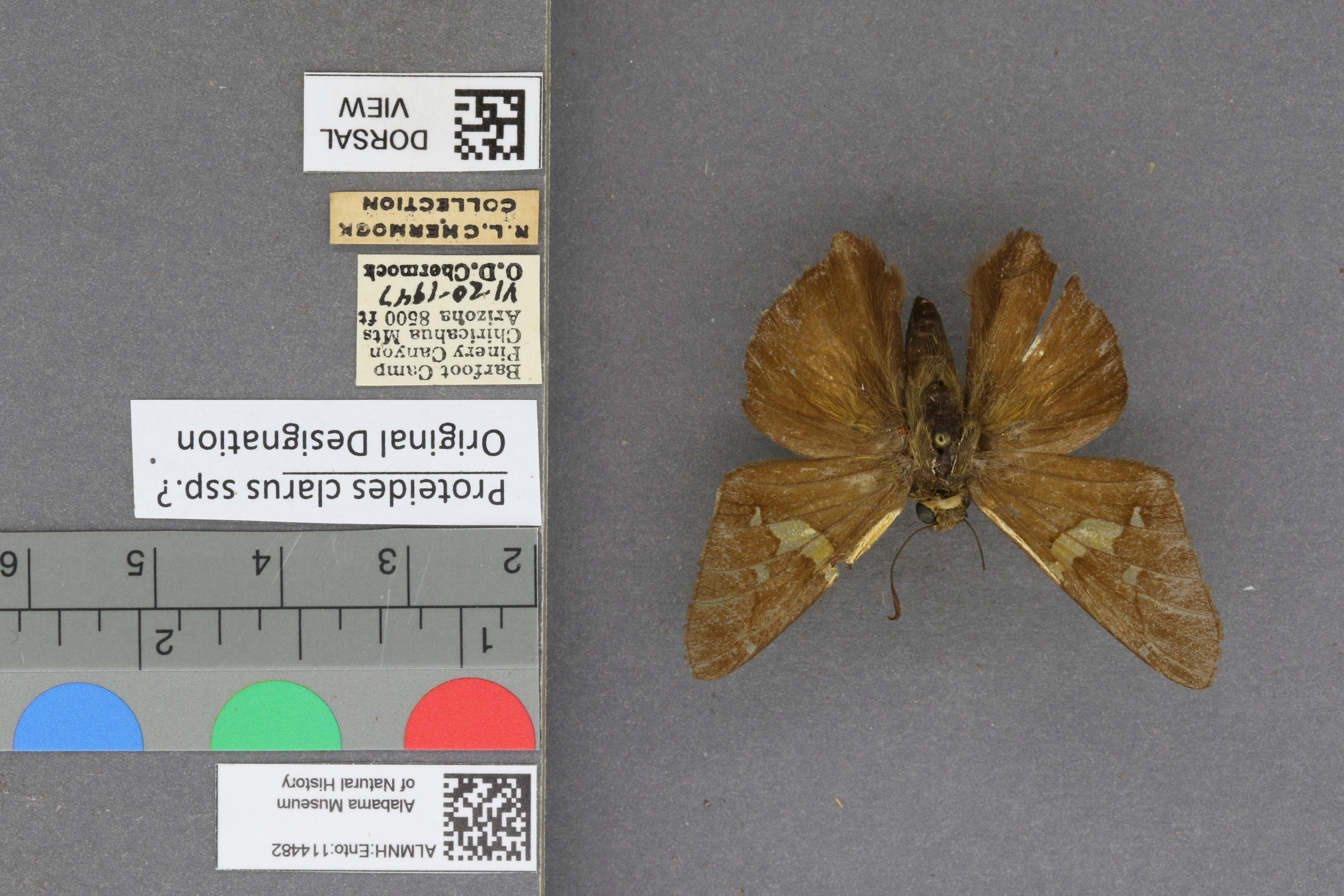 Epargyreus clarus