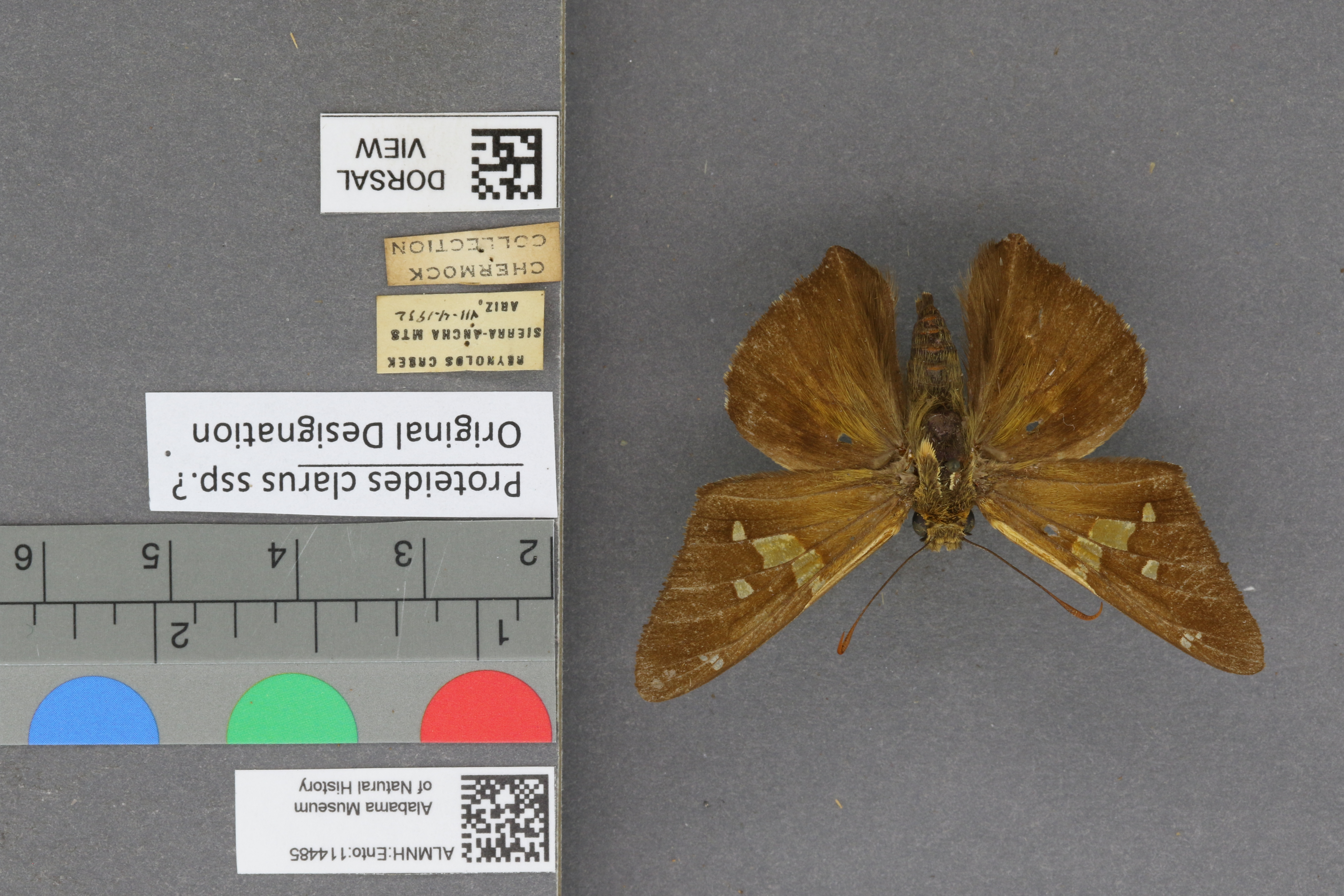 Epargyreus clarus