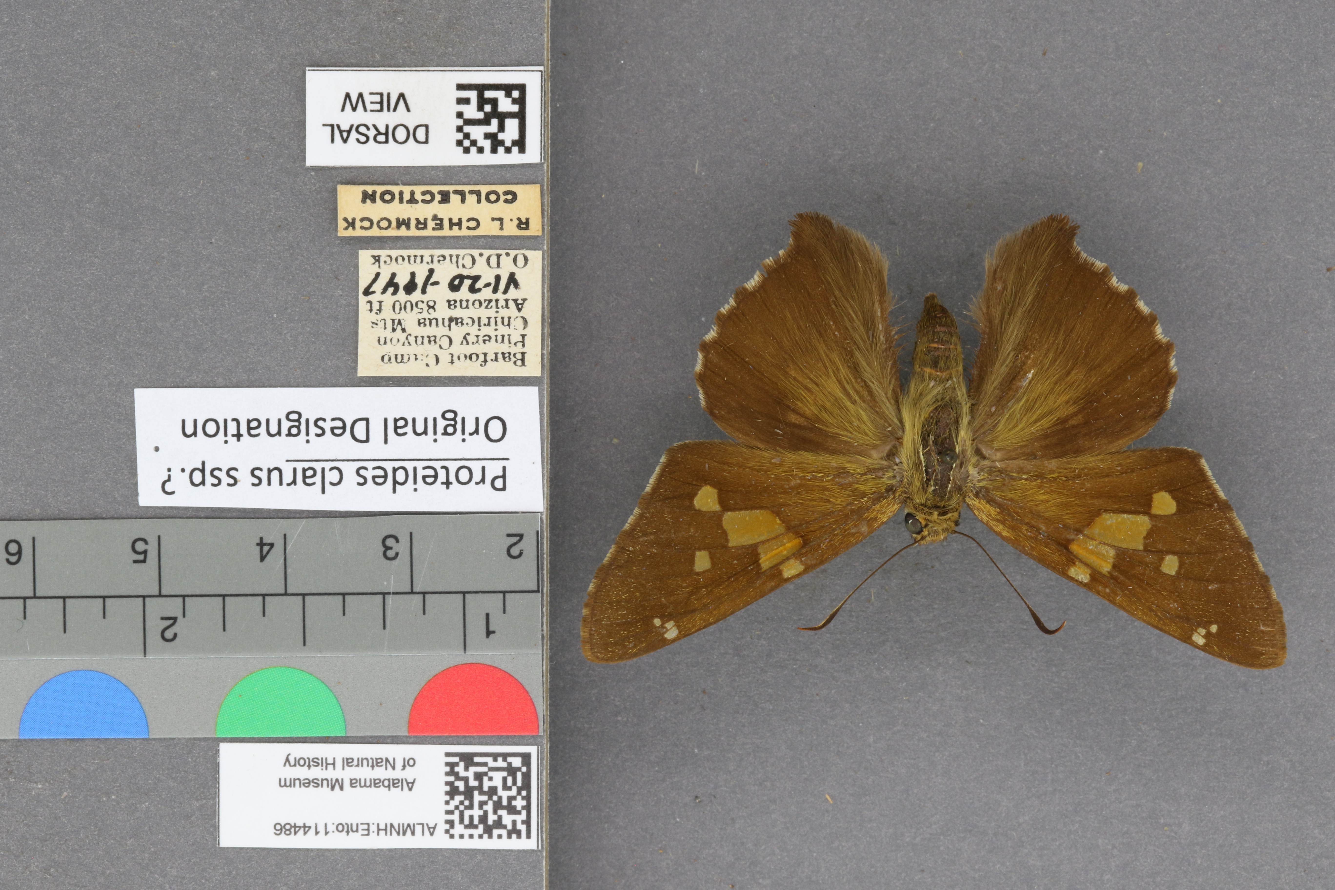 Epargyreus clarus