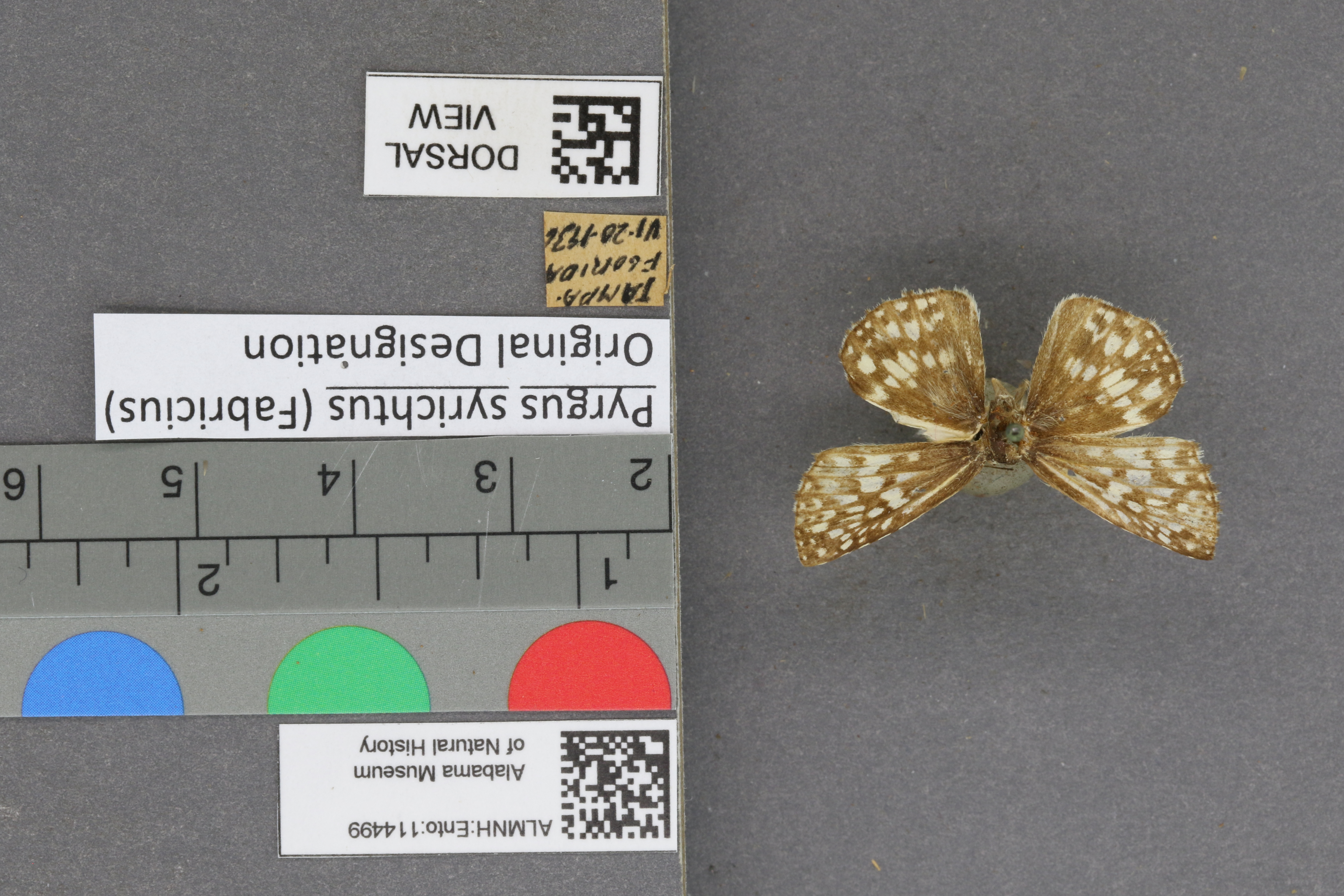 Pyrgus syrichtus