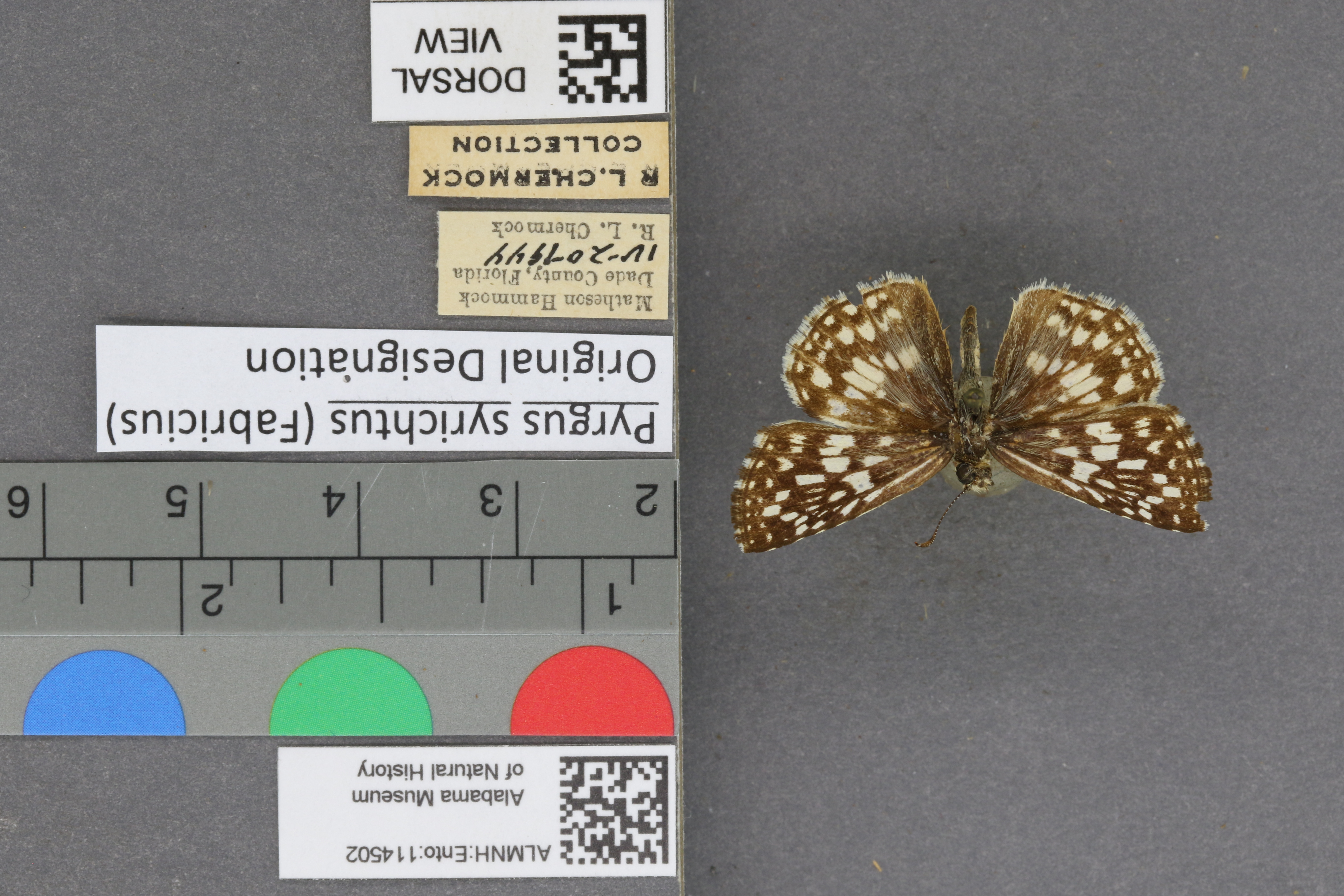 Pyrgus syrichtus