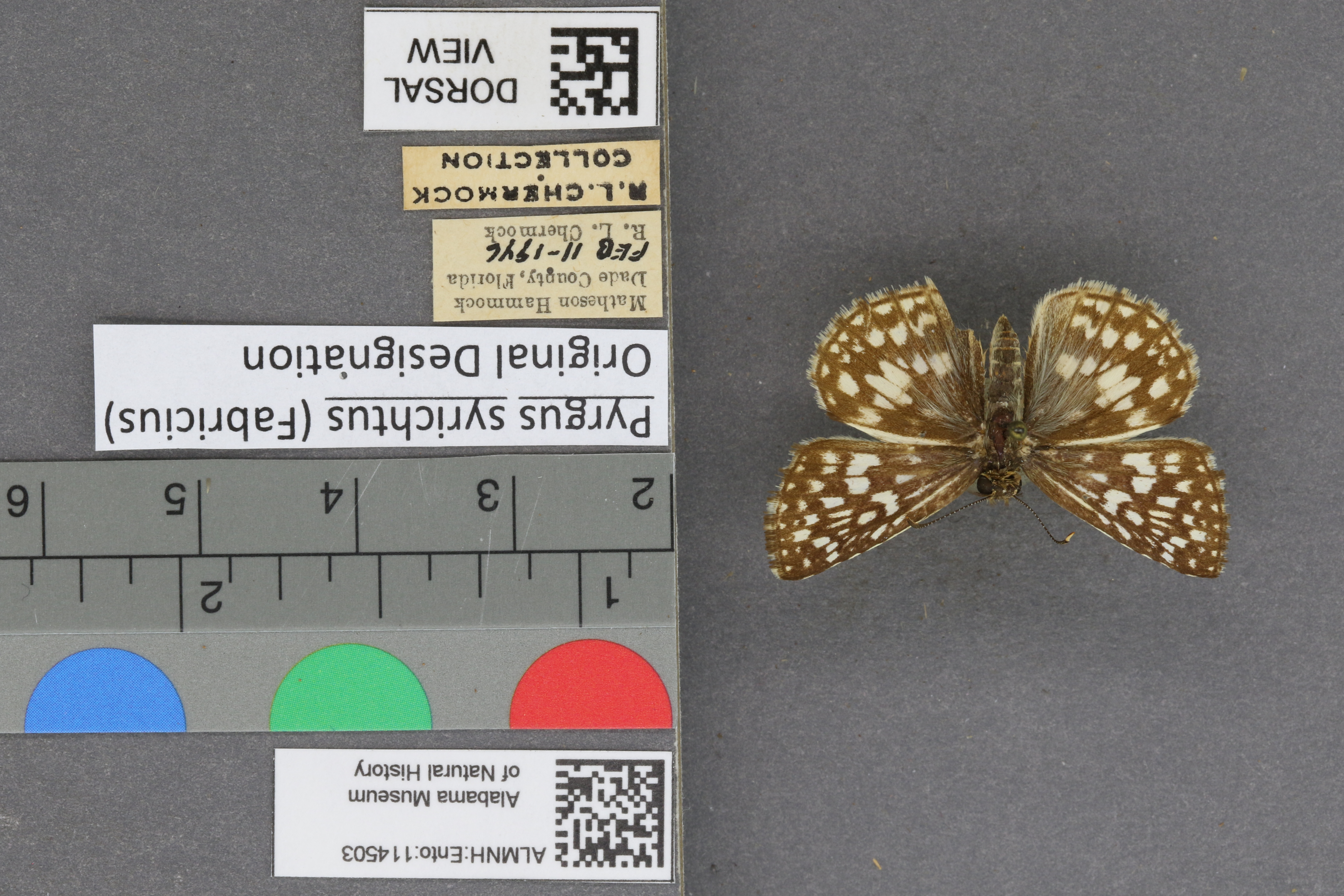 Pyrgus syrichtus
