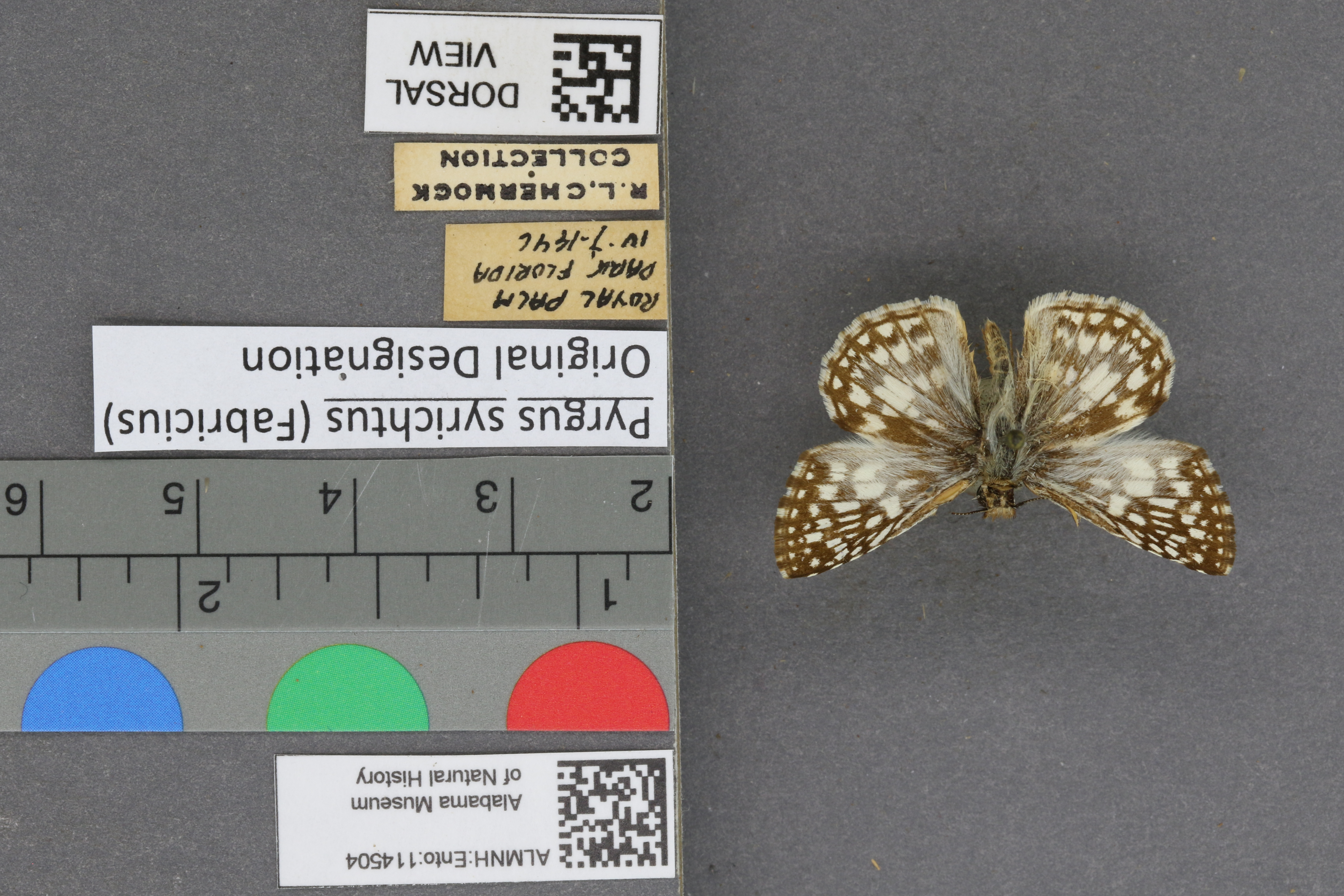Pyrgus syrichtus