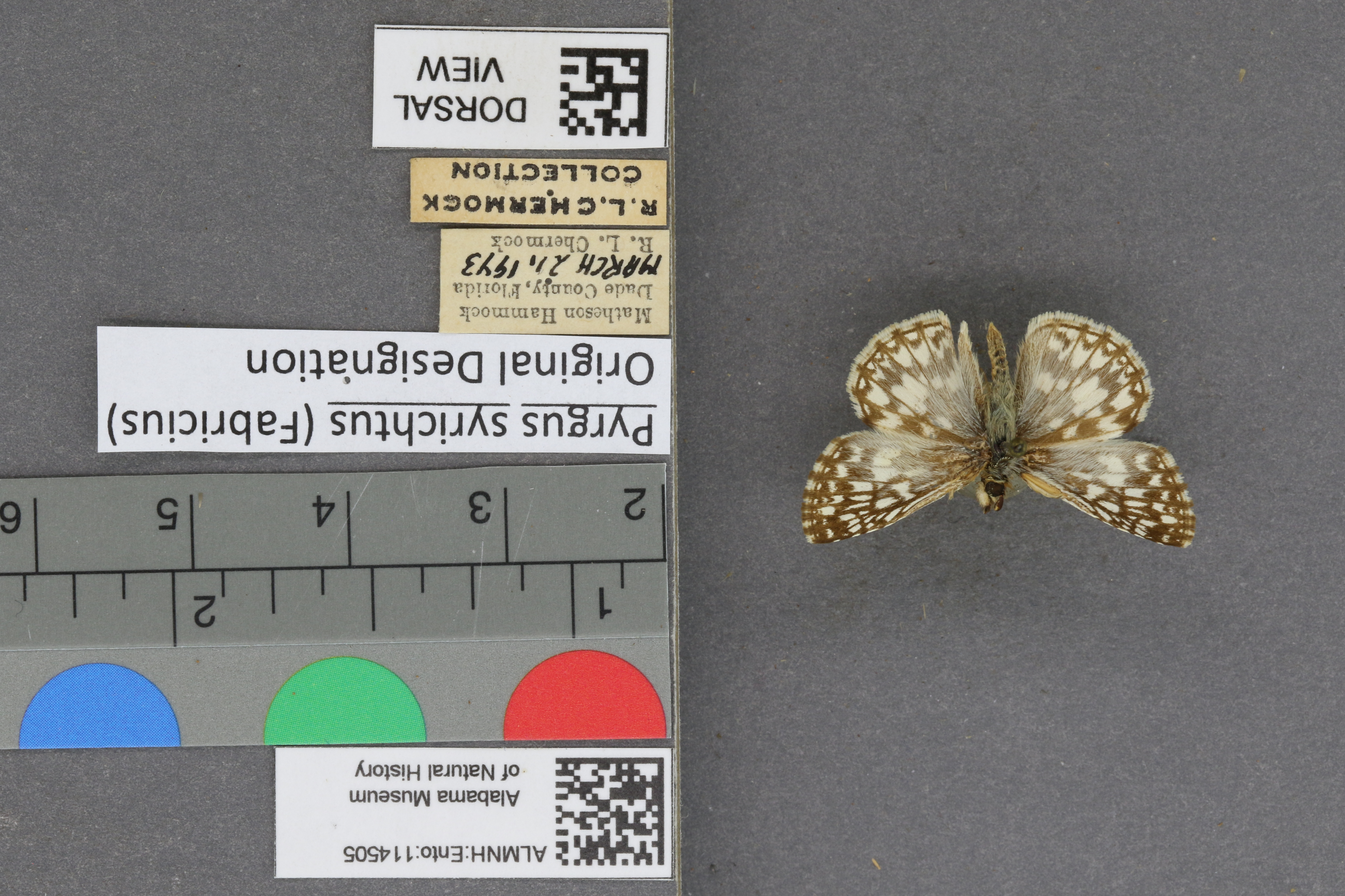 Pyrgus syrichtus