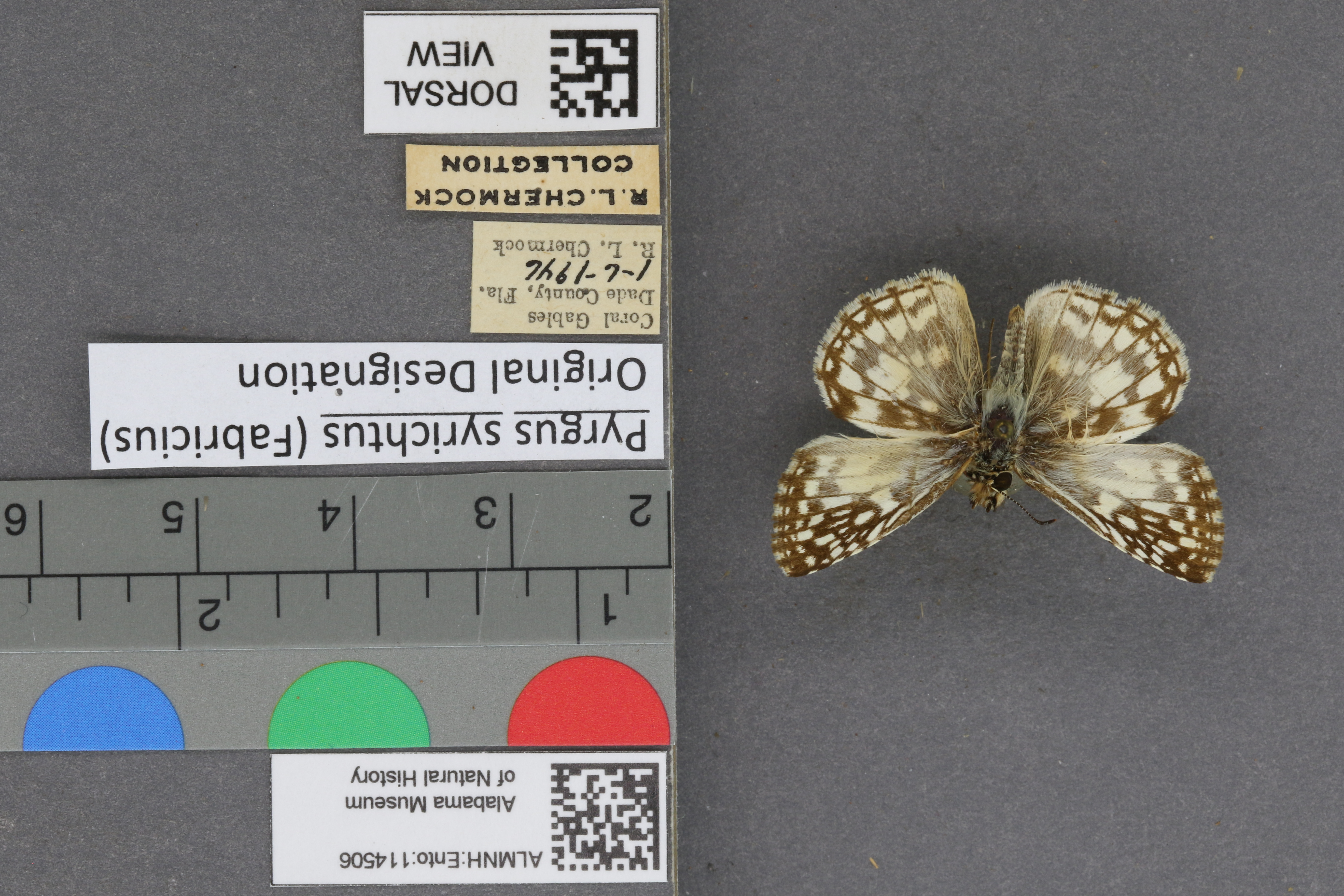 Pyrgus syrichtus