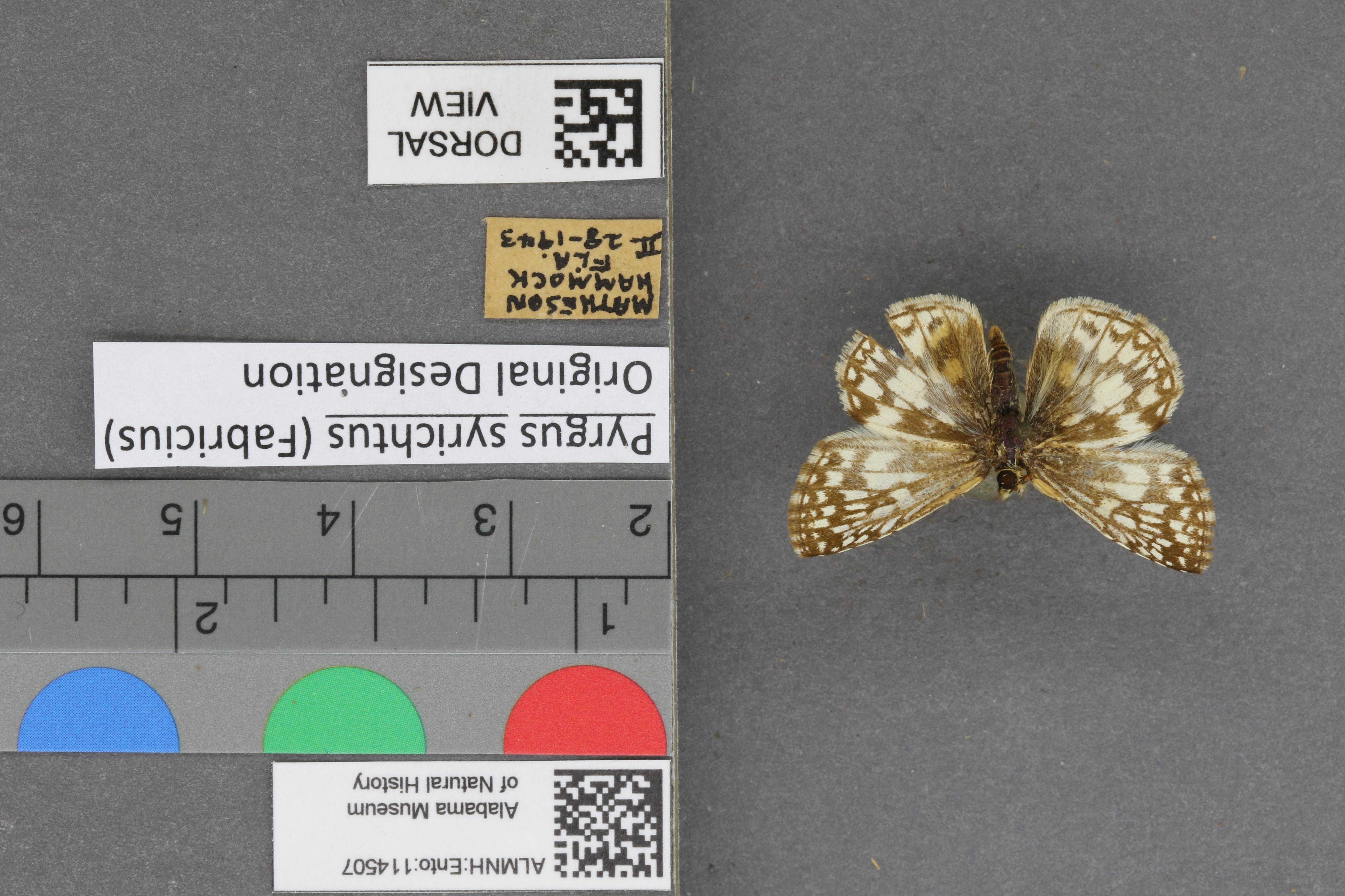Pyrgus syrichtus