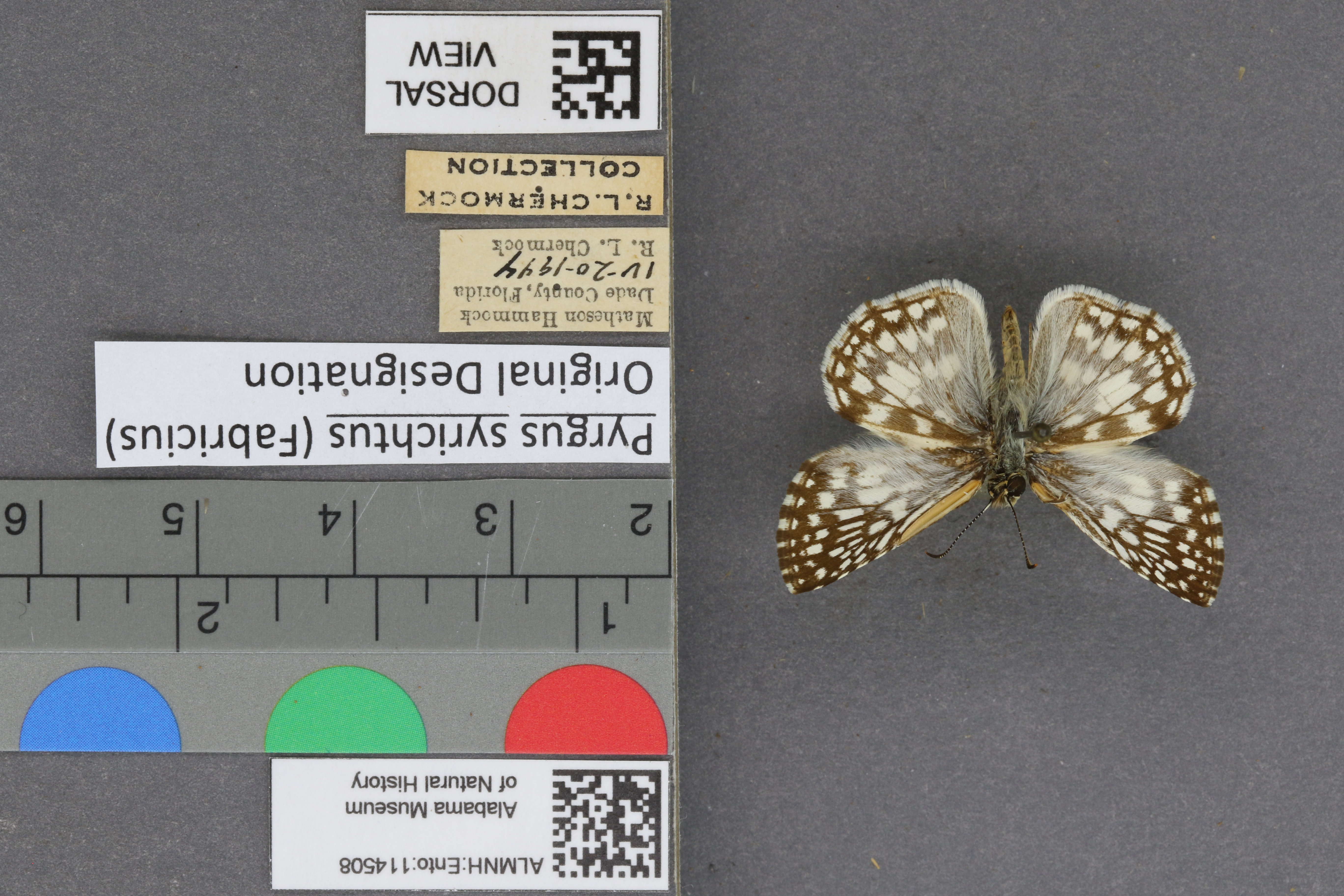Pyrgus syrichtus