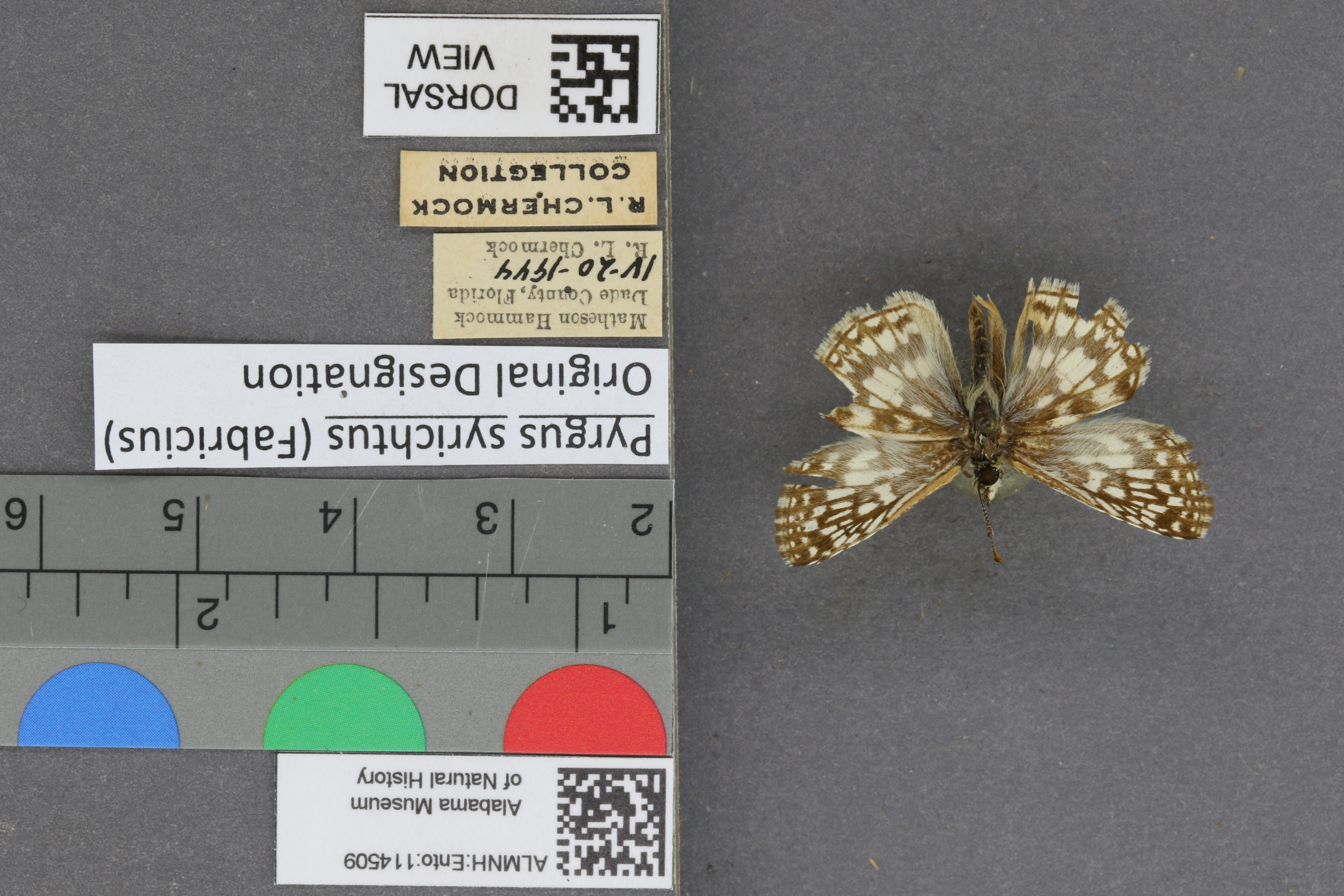 Pyrgus syrichtus