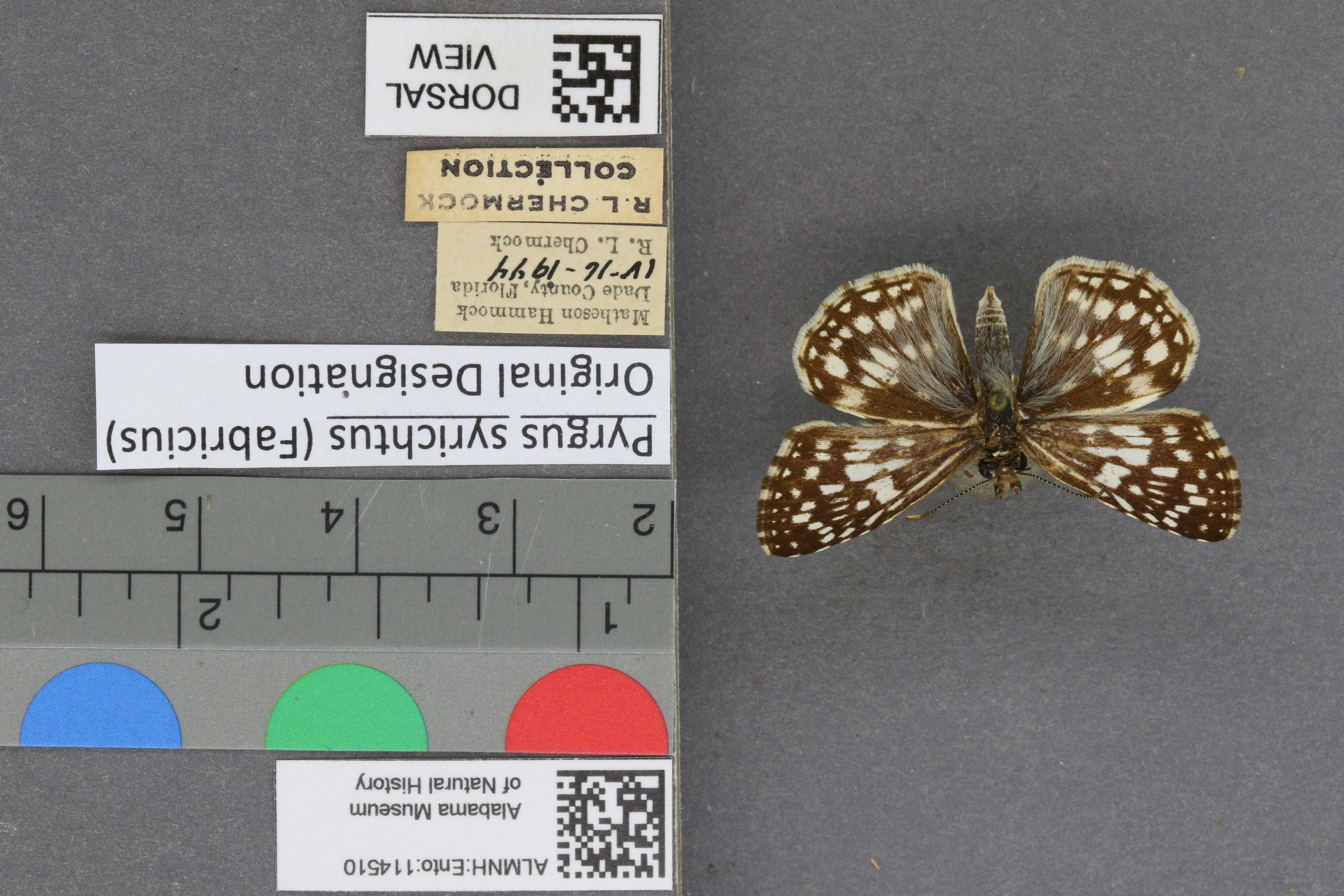 Pyrgus syrichtus